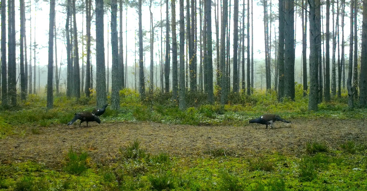 It's time for the CAPERCAILLIES to collect stones! - My, Wood grouse, Natural stones, The nature of Russia, Each creature has a pair, Pavel Glazkov, Longpost