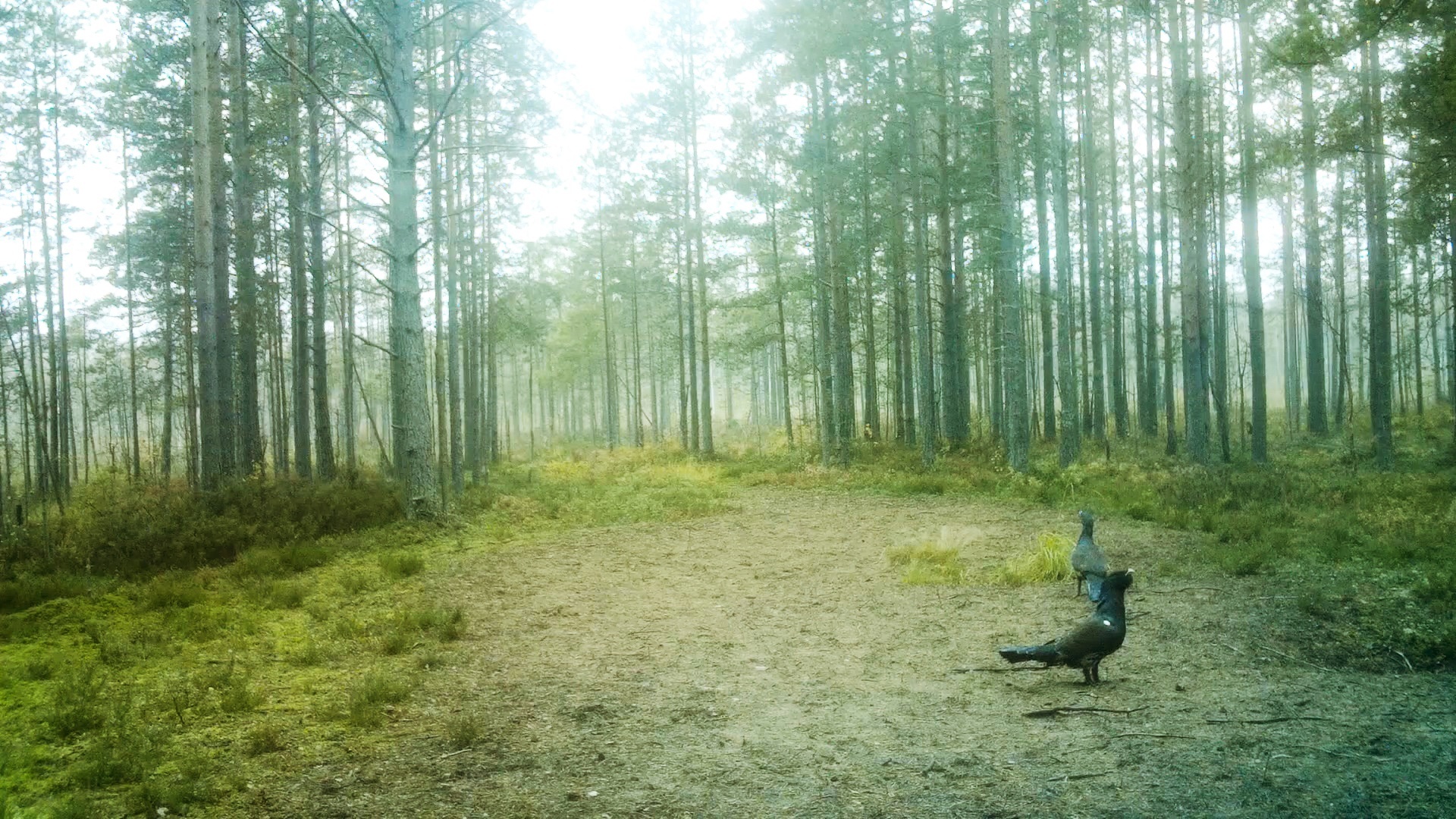 It's time for the CAPERCAILLIES to collect stones! - My, Wood grouse, Natural stones, The nature of Russia, Each creature has a pair, Pavel Glazkov, Longpost