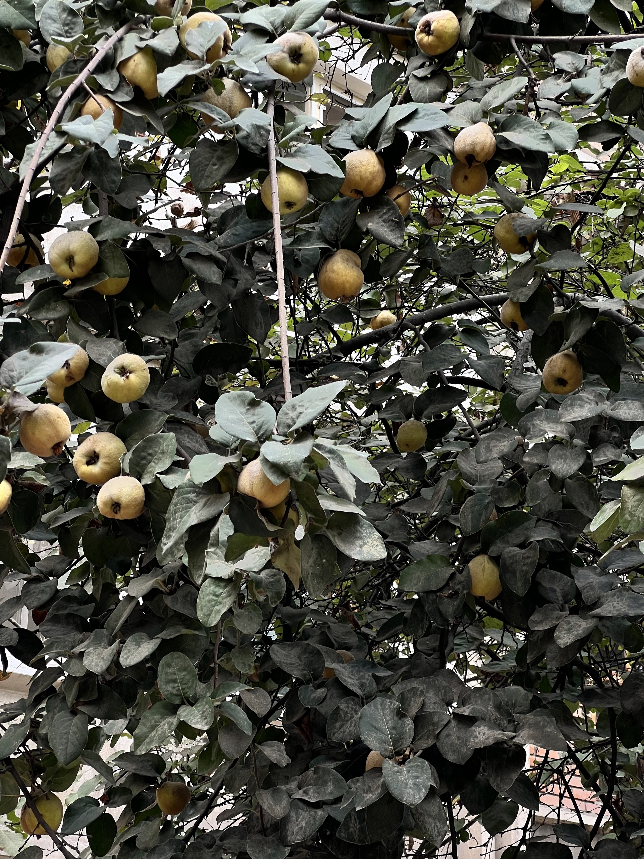 Autumn in Tashkent is about quince - My, Tashkent, Autumn, The photo, Mobile photography, Longpost, Quince