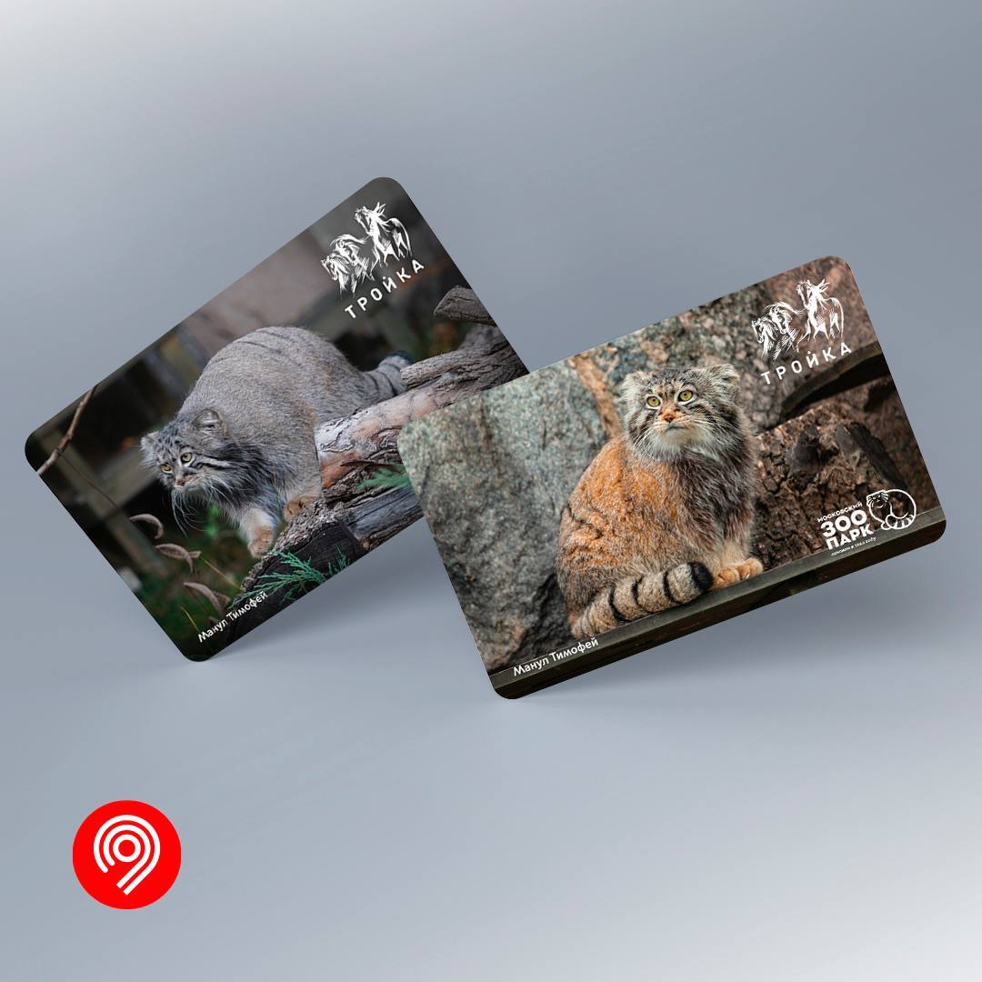 Moscow Metro Issues Two New Troika Cards with Pallas's Cat Timofey - news, Moscow Metro, Metro, Pallas' cat, Public transport, Three card, Moscow, Manul Timofey