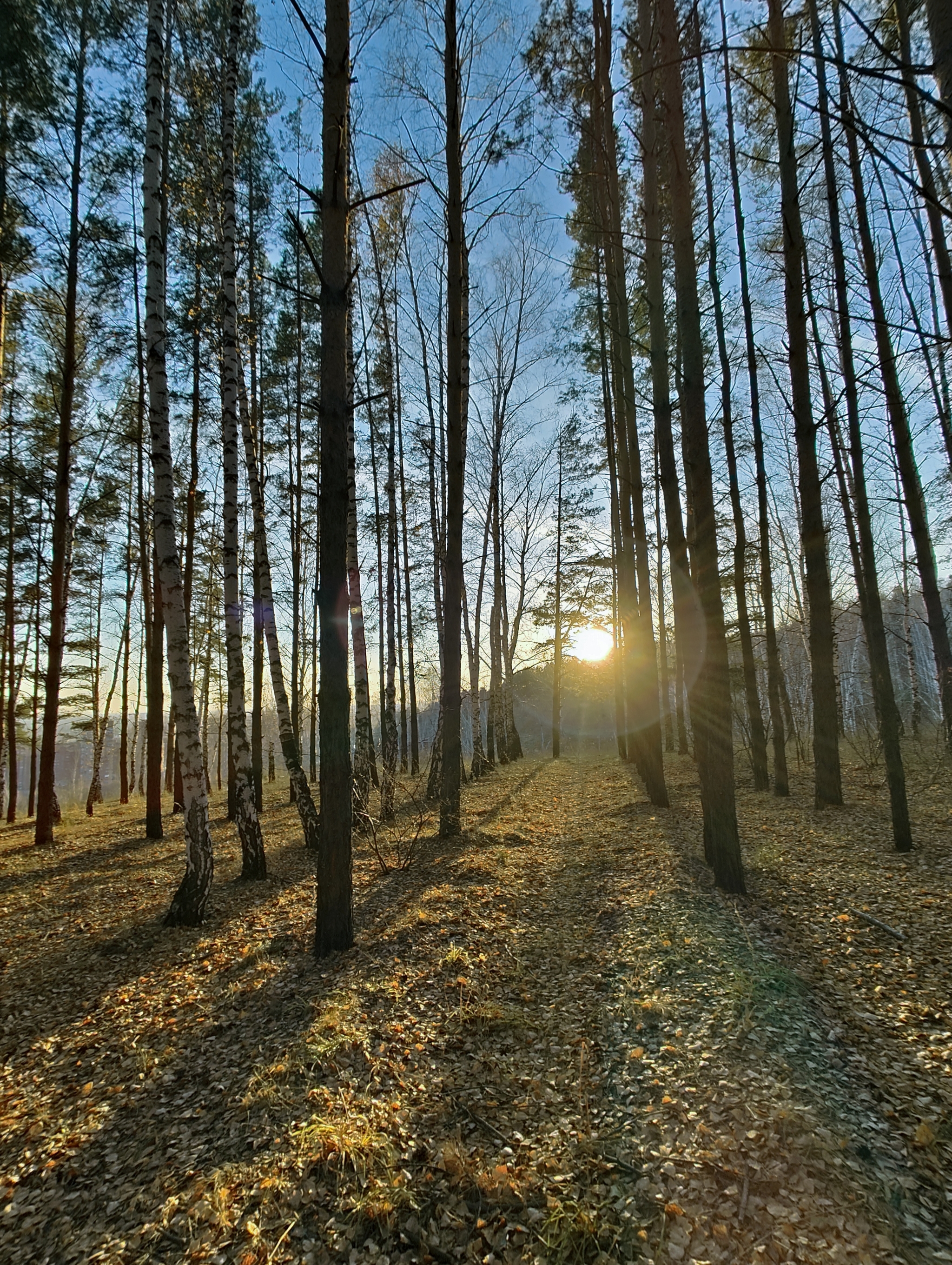 Какие погоды стоят... - Моё, Осень, Новосибирск, Город, Лес, Мобильная фотография, Сибирь, Сиба-Ину, Длиннопост