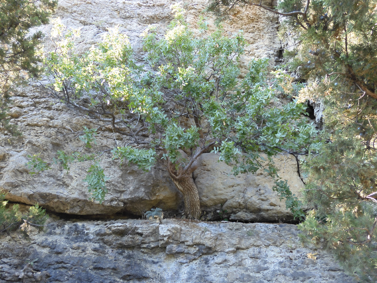 We are back from Crimea. We show the truth about holidays in Crimea. Golitsyn Trail, Novy Svet, Crimea. Gorgeous nature. You have to see it - My, Crimea, Golitsyn Trail, New World, Vacation, Longpost