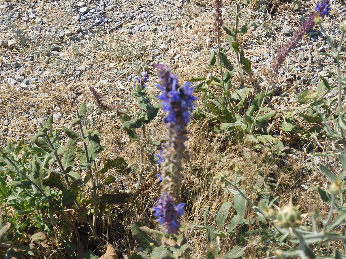 We are back from Crimea. We show the truth about holidays in Crimea. Golitsyn Trail, Novy Svet, Crimea. Gorgeous nature. You have to see it - My, Crimea, Golitsyn Trail, New World, Vacation, Longpost