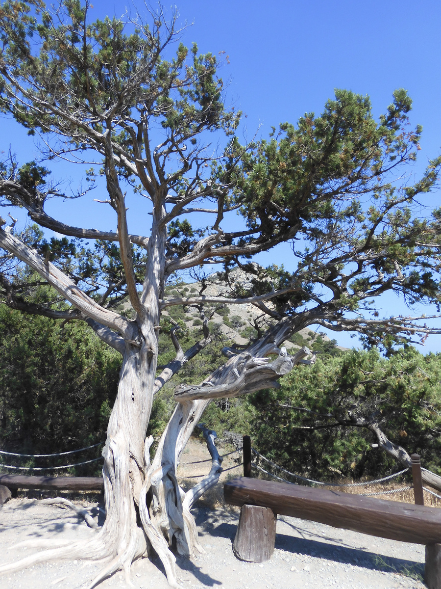 We are back from Crimea. We show the truth about holidays in Crimea. Golitsyn Trail, Novy Svet, Crimea. Gorgeous nature. You have to see it - My, Crimea, Golitsyn Trail, New World, Vacation, Longpost