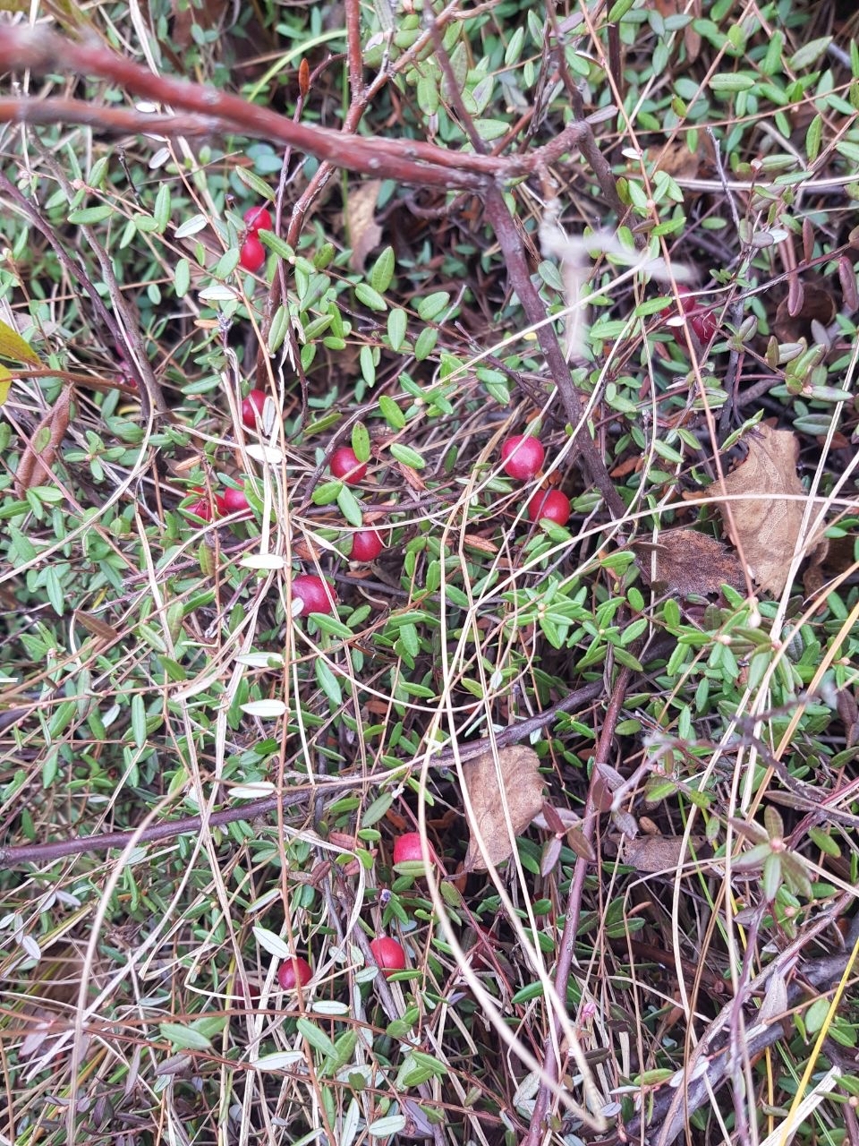 Retreat in the swamp - My, Autumn, Walk, Forest, Cranberry, The photo, Happiness, Longpost