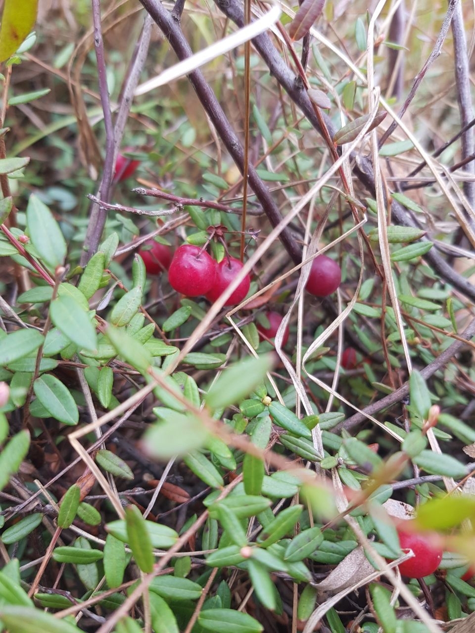 Retreat in the swamp - My, Autumn, Walk, Forest, Cranberry, The photo, Happiness, Longpost