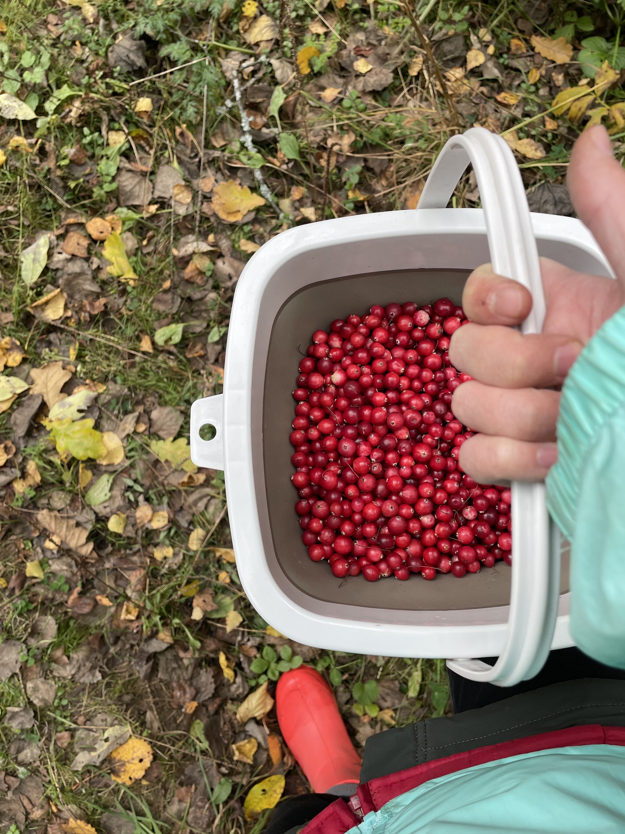 Retreat in the swamp - My, Autumn, Walk, Forest, Cranberry, The photo, Happiness, Longpost