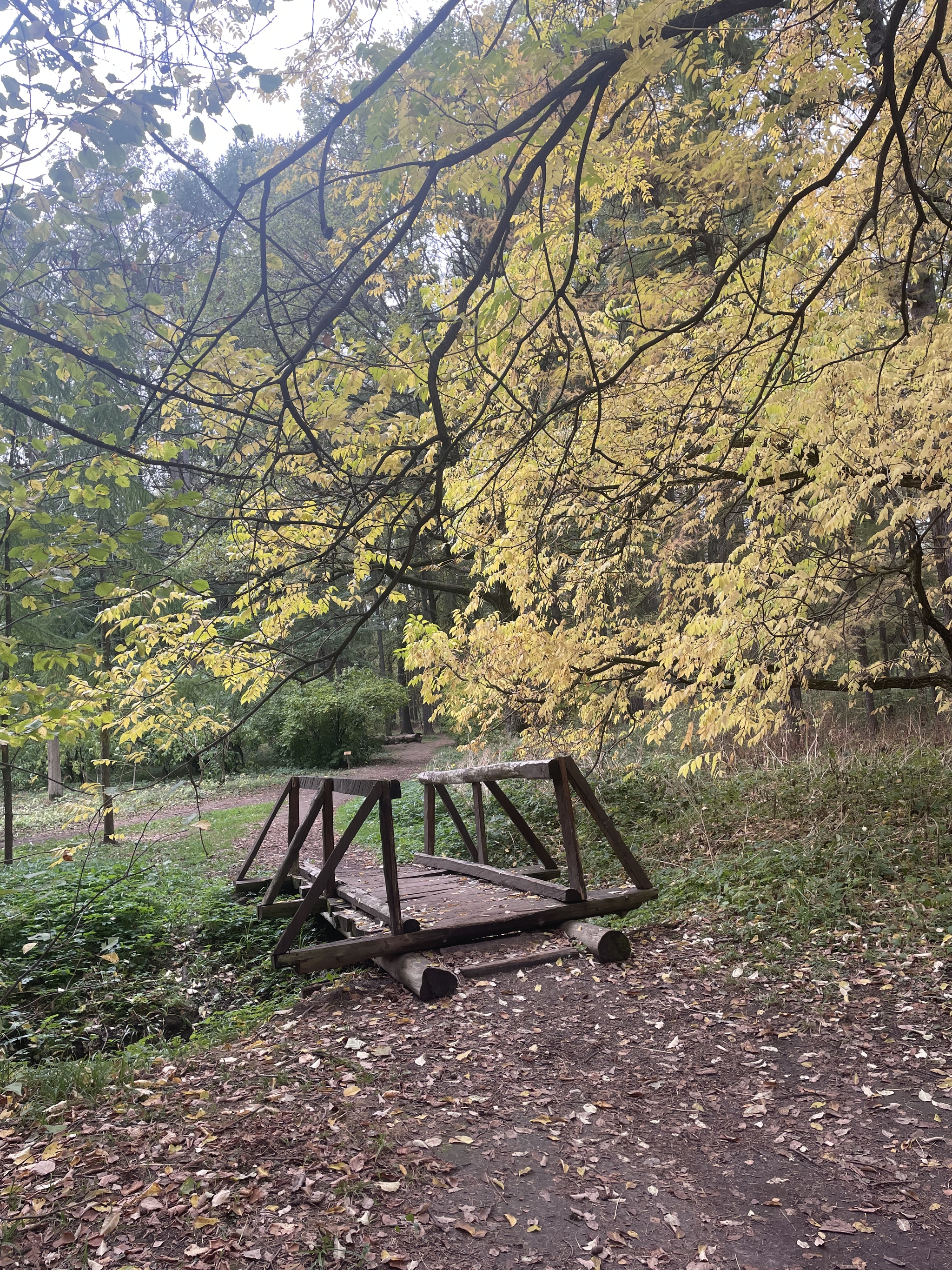 Retreat in the swamp - My, Autumn, Walk, Forest, Cranberry, The photo, Happiness, Longpost