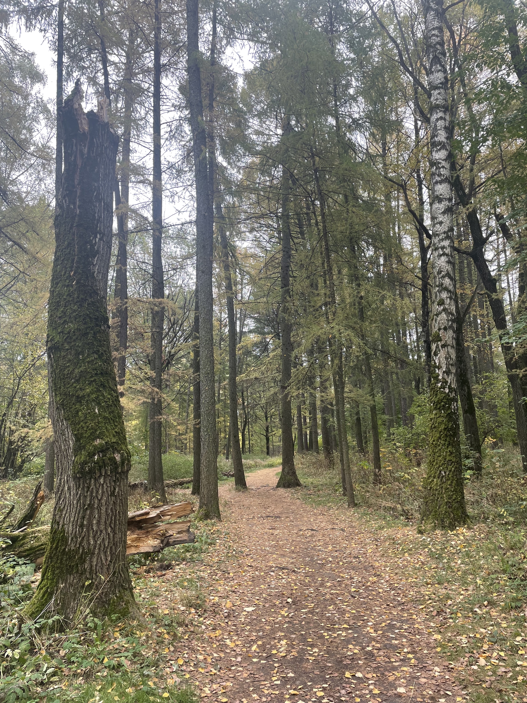 Retreat in the swamp - My, Autumn, Walk, Forest, Cranberry, The photo, Happiness, Longpost