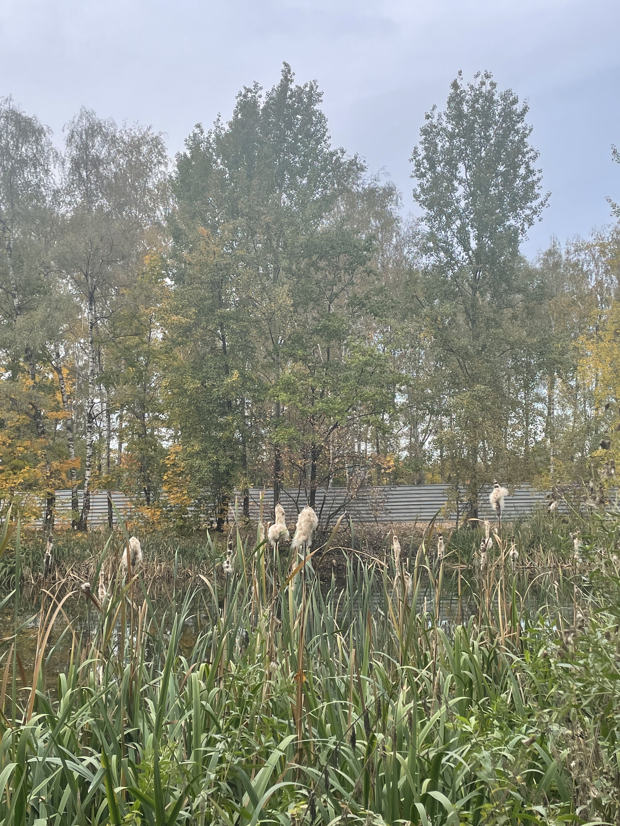 Retreat in the swamp - My, Autumn, Walk, Forest, Cranberry, The photo, Happiness, Longpost