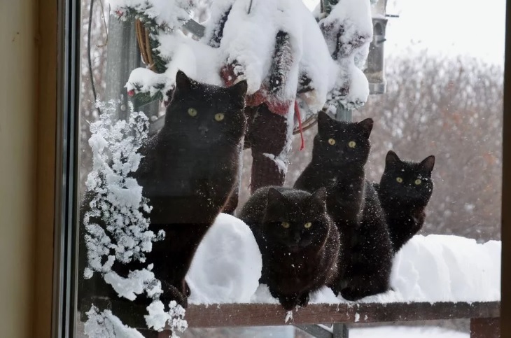 Winter is coming - The photo, cat, Winter, Black cat