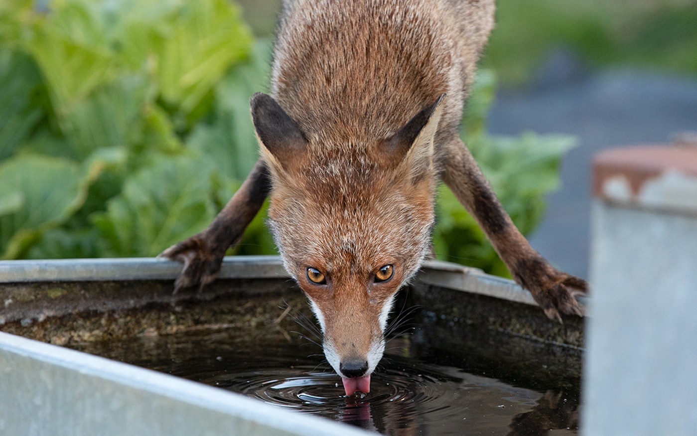 Image is nothing, thirst is everything. Water - don't let yourself dry up... - The photo, Fox, Animals, In the animal world, Water, Language, Thirst