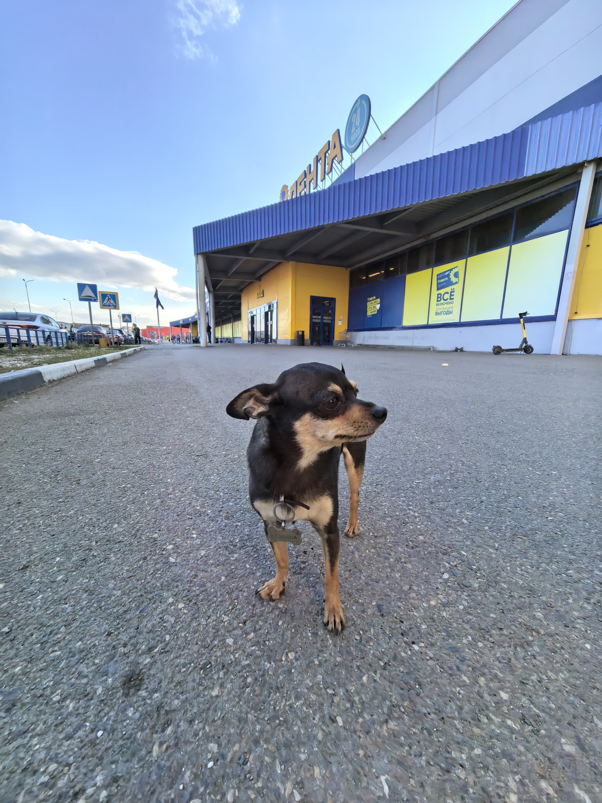 Autumn - My, Dog, Russian Toy, Russian Toy Terrier, Longpost, Pets, The photo