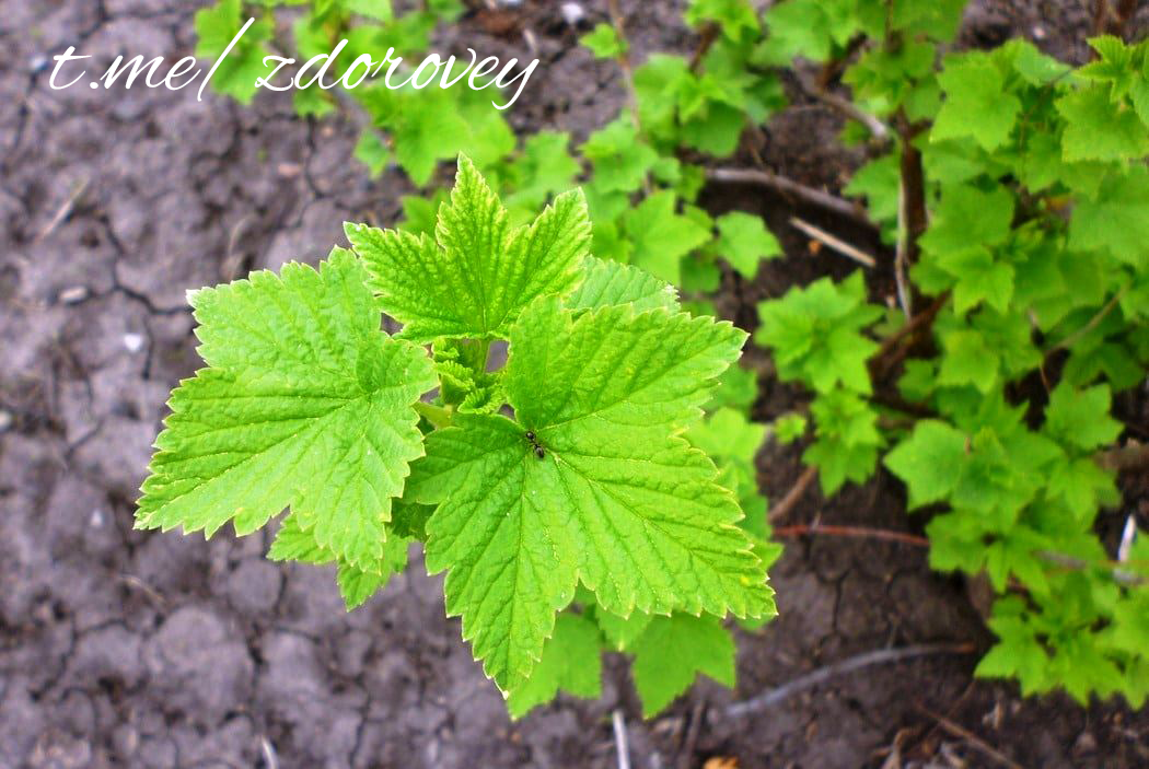 Four reasons to DRINK TEA from CURRANT leaves! - Health, Nutrition, Proper nutrition, Sports Tips, Healthy lifestyle, Diet, Тренер, Slimming, Dinner, Salad, Dinner, Ingredients, Gym, Excess weight, Exercises, Telegram (link), Blackcurrant, Tea, ethnoscience