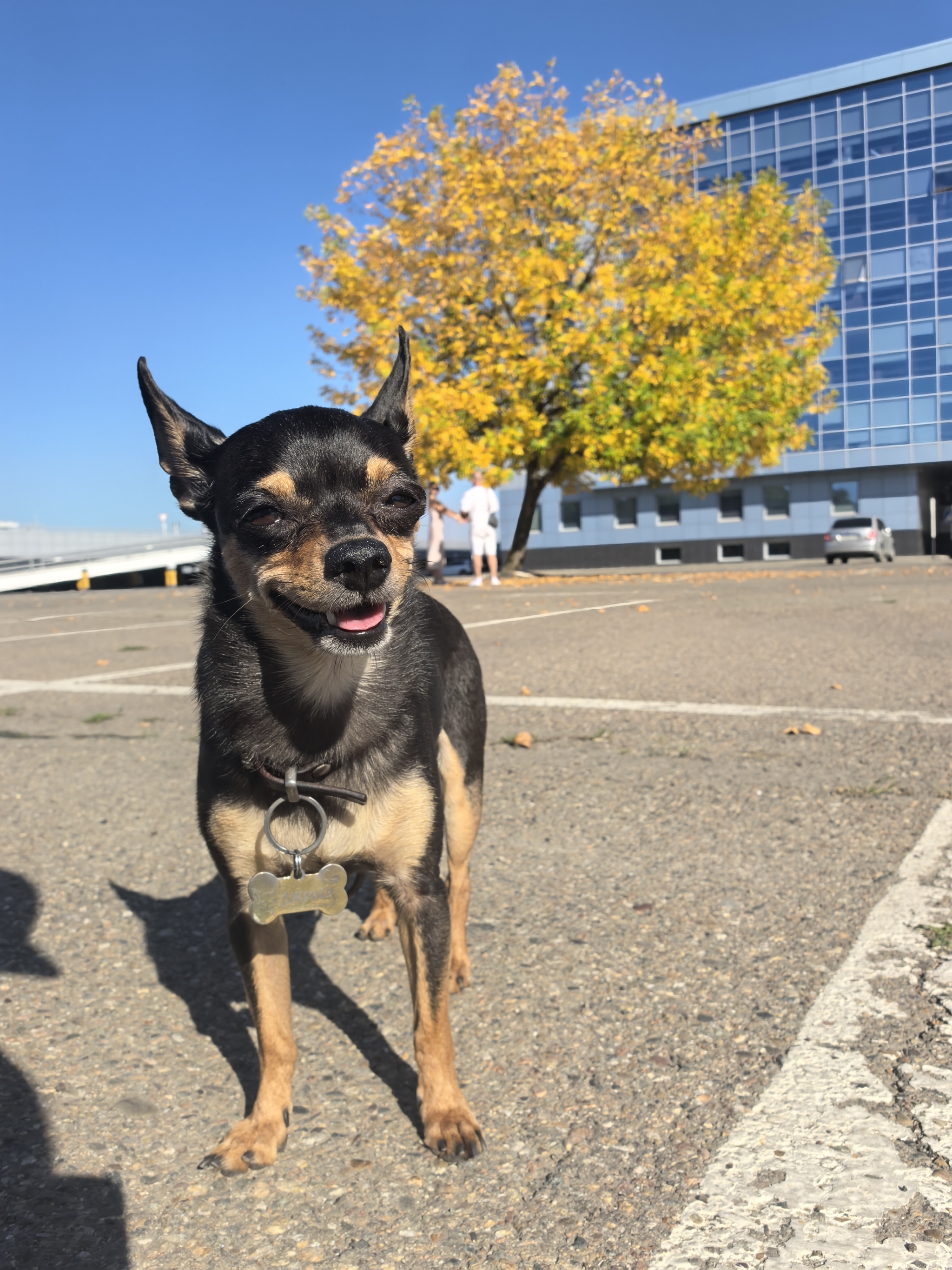 Autumn - My, Dog, Russian Toy, Russian Toy Terrier, Longpost, Pets, The photo