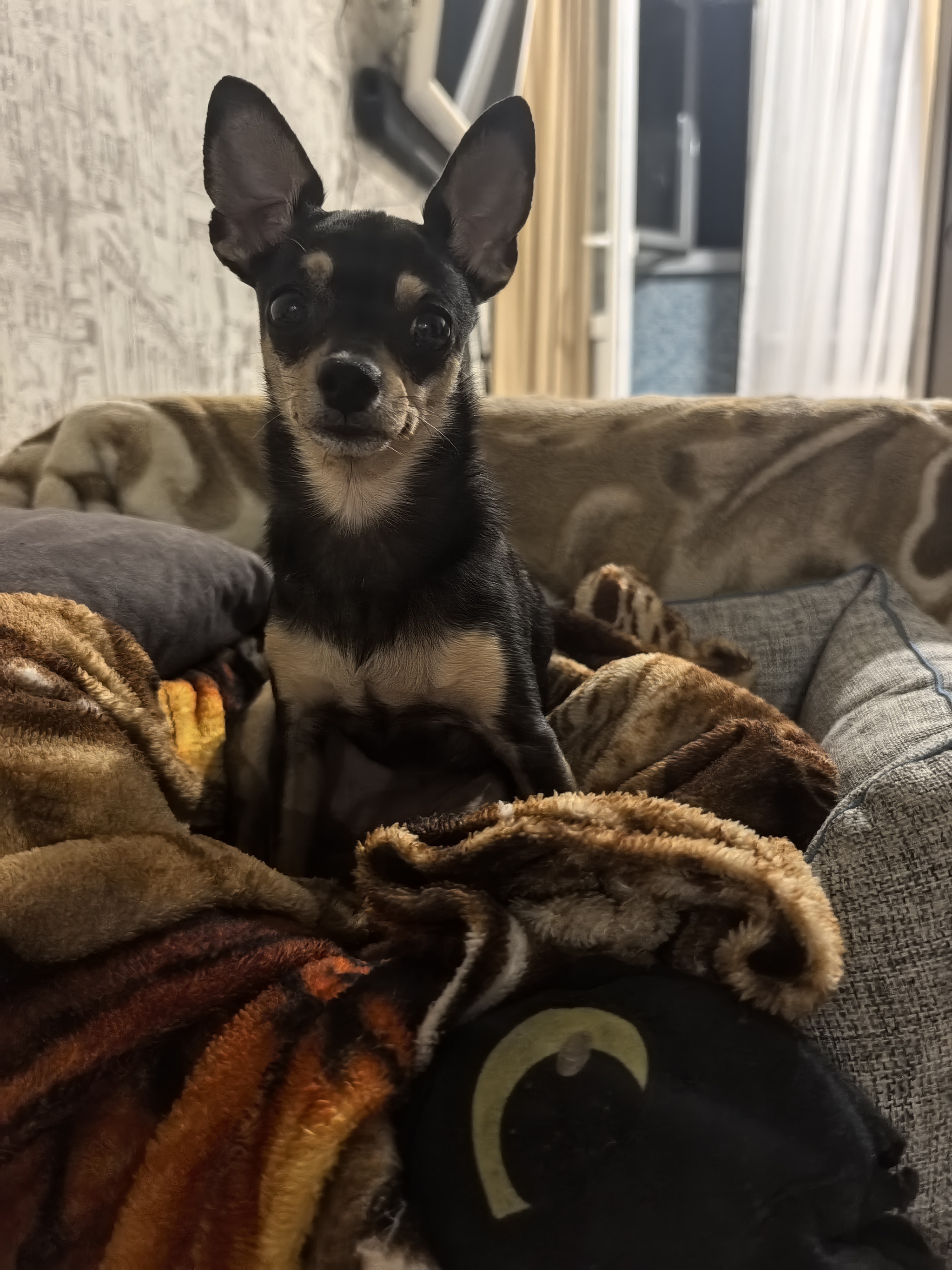 Autumn - My, Dog, Russian Toy, Russian Toy Terrier, Longpost, Pets, The photo