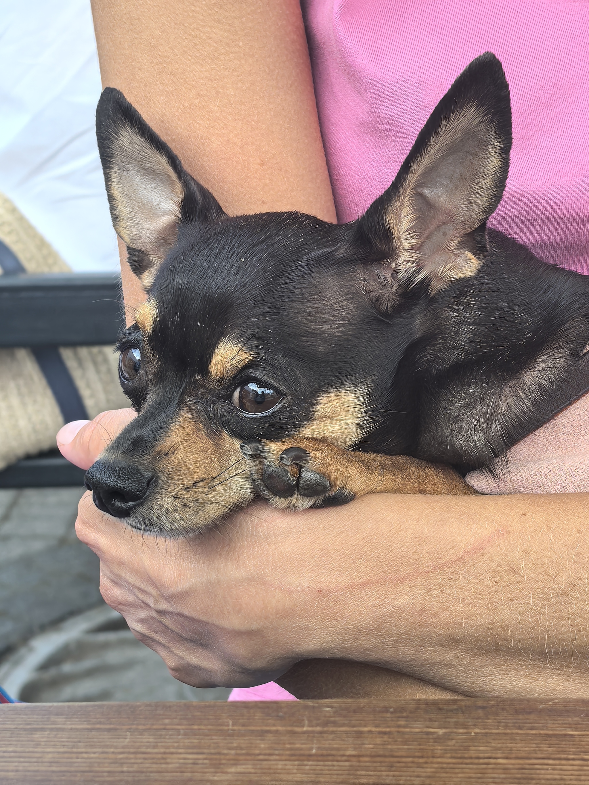 Autumn - My, Dog, Russian Toy, Russian Toy Terrier, Longpost, Pets, The photo