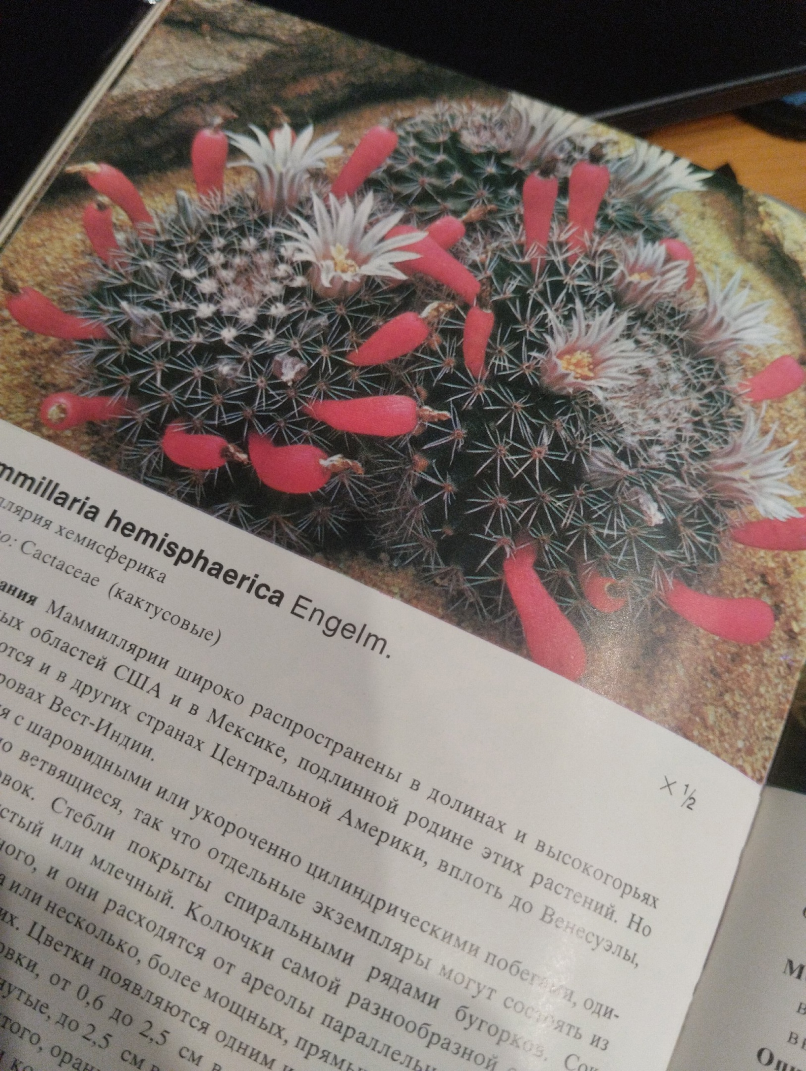 Book No. 1 E. Lam B. Lam Cacti - My, Hobby, Houseplants, Cactus, Plants, Books, Review, Bloom, Gardening, Longpost