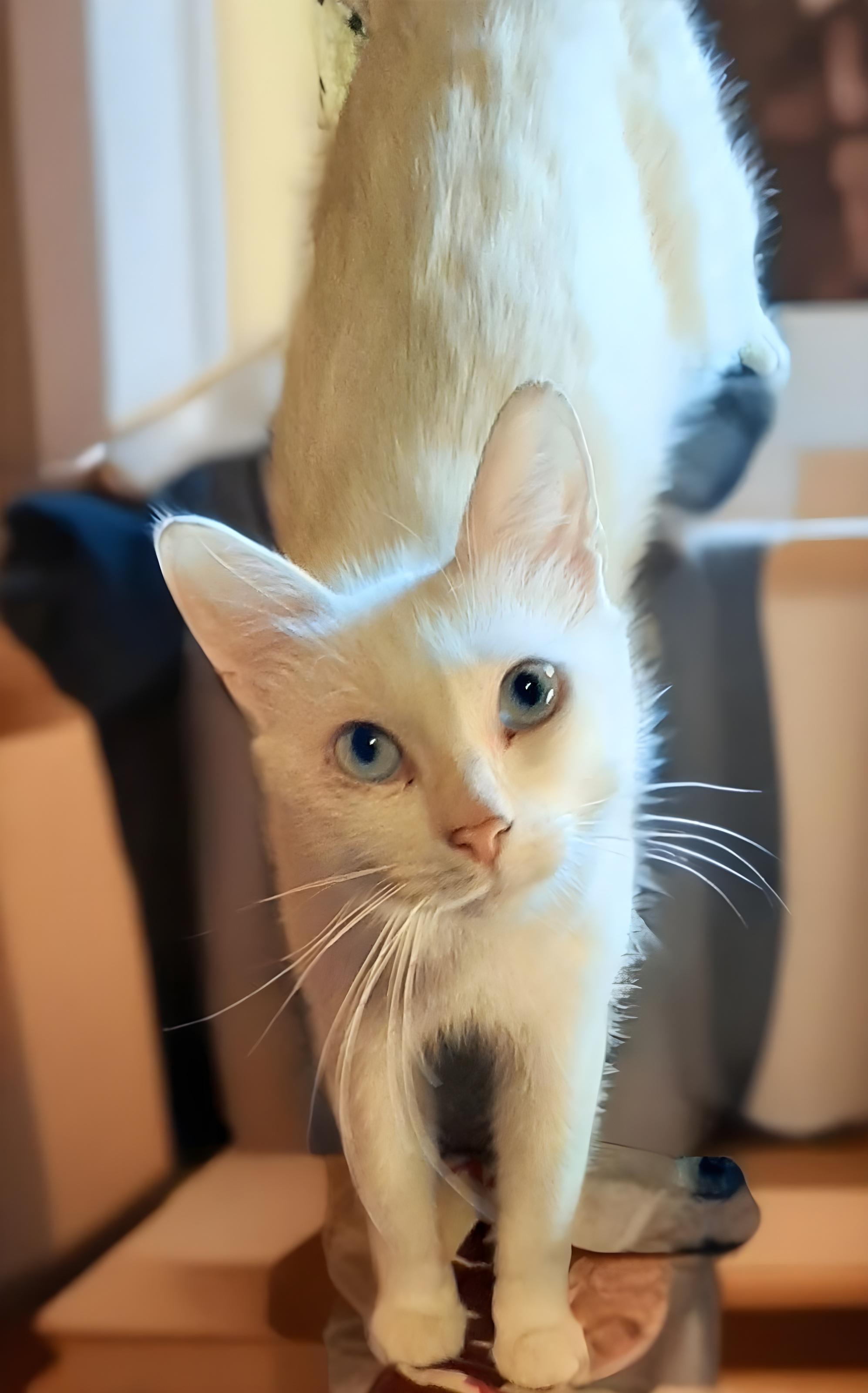 Angel - blue-eyed gentle cat - My, Happiness, Calmness, Love, Mood, Cat family, Small cats, Kindness, The senses, Care, Надежда, Joy, Kittens, Friend, Gratitude, Pet the cat, Positive, Fate, Good league, Animal shelter, Shelter, Longpost, In good hands, cat