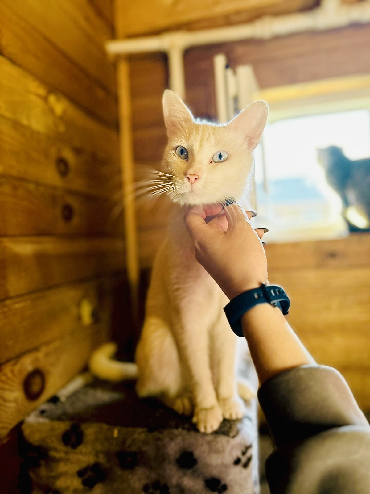 Angel - blue-eyed gentle cat - My, Happiness, Calmness, Love, Mood, Cat family, Small cats, Kindness, The senses, Care, Надежда, Joy, Kittens, Friend, Gratitude, Pet the cat, Positive, Fate, Good league, Animal shelter, Shelter, Longpost, In good hands, cat