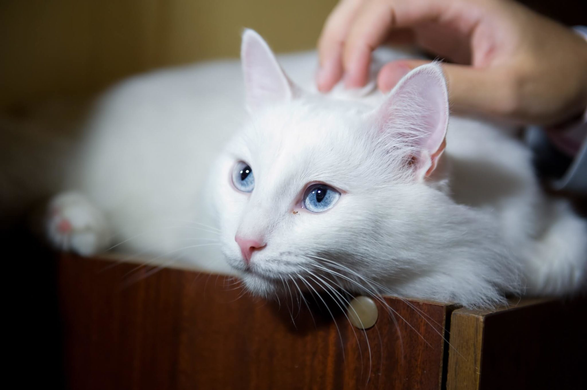 Angel - blue-eyed gentle cat - My, Happiness, Calmness, Love, Mood, Cat family, Small cats, Kindness, The senses, Care, Надежда, Joy, Kittens, Friend, Gratitude, Pet the cat, Positive, Fate, Good league, Animal shelter, Shelter, Longpost, In good hands, cat