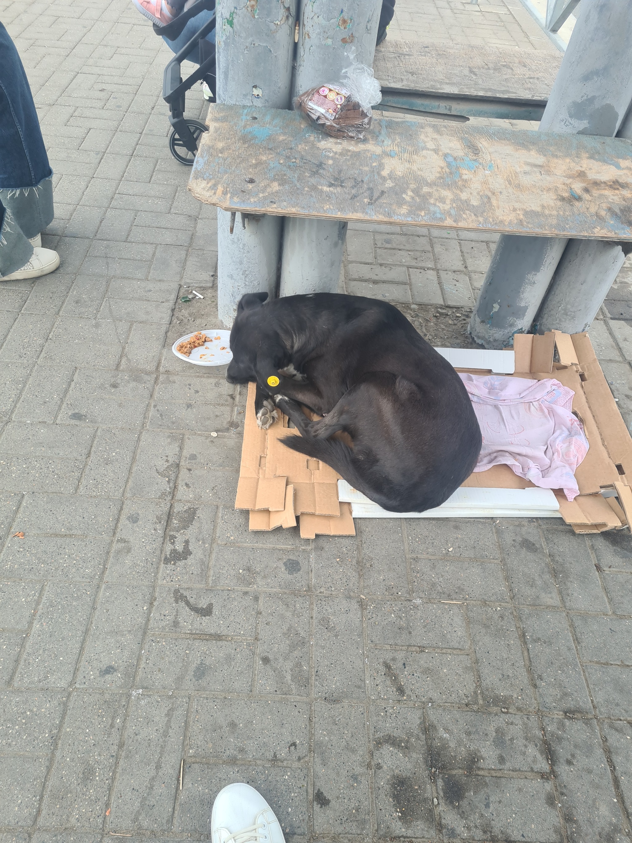 Нужна помощь в перевозке собаки, Краснодар - Моё, Борьба за выживание, Страшно, Перевозка животных, Помощь