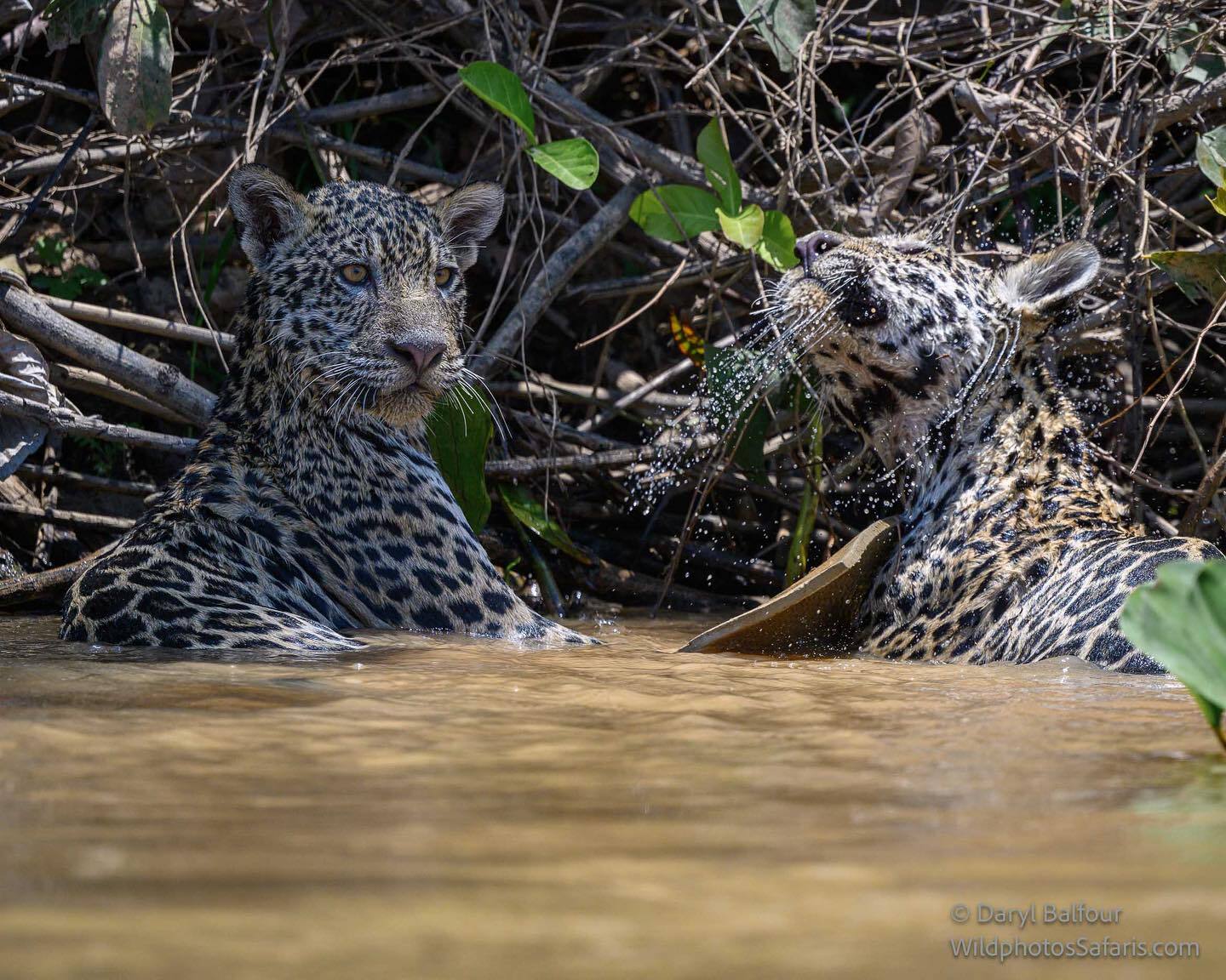 Female jaguar with cubs - Young, Jaguar, Big cats, Cat family, Predatory animals, Wild animals, wildlife, South America, The photo, River, Longpost