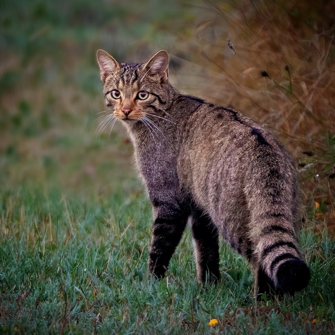 Female wildcat hunting - Forest cat, Small cats, Cat family, Predatory animals, Wild animals, wildlife, Spain, The photo