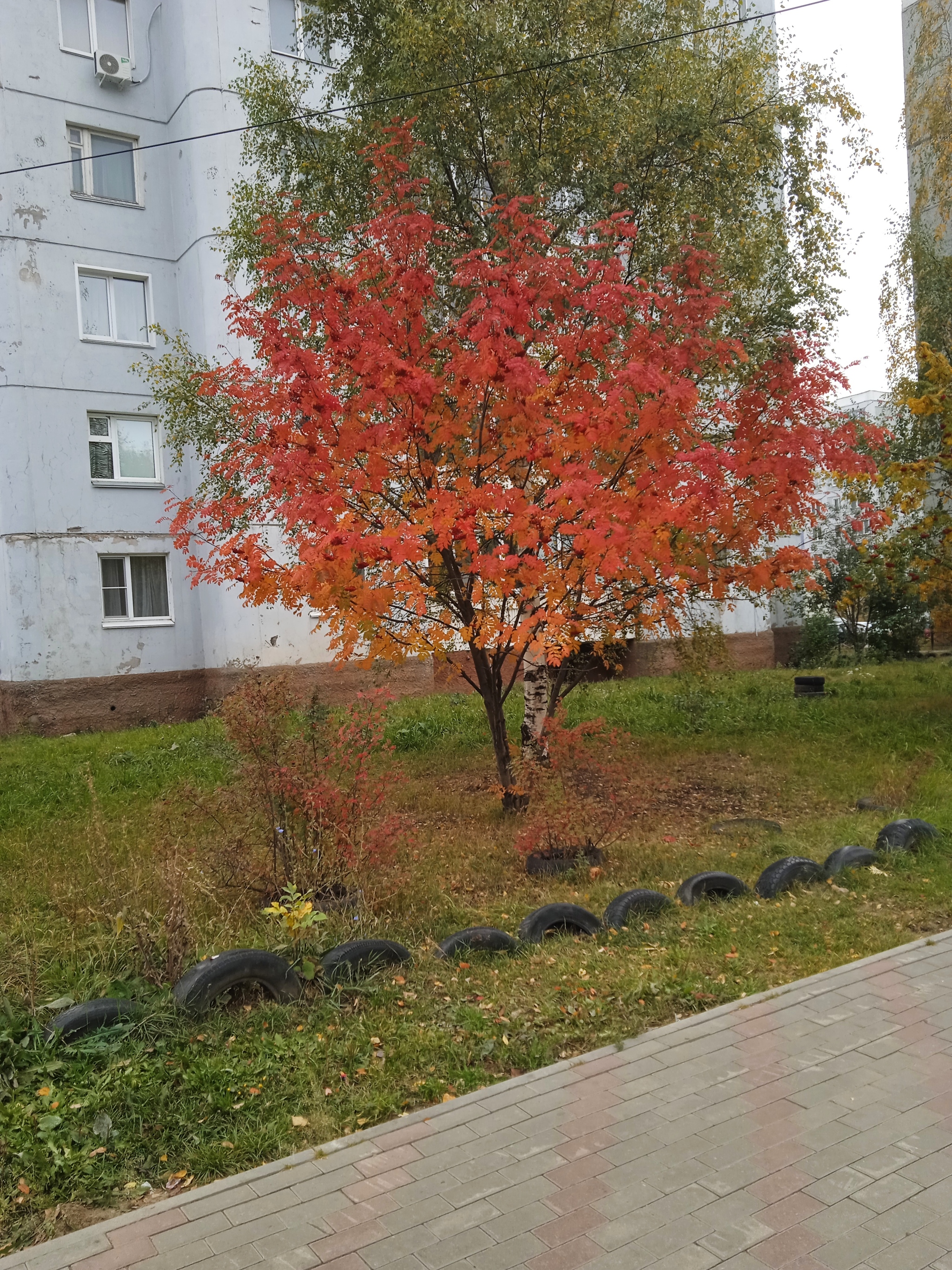 Autumn has come - My, Mobile photography, Kirov