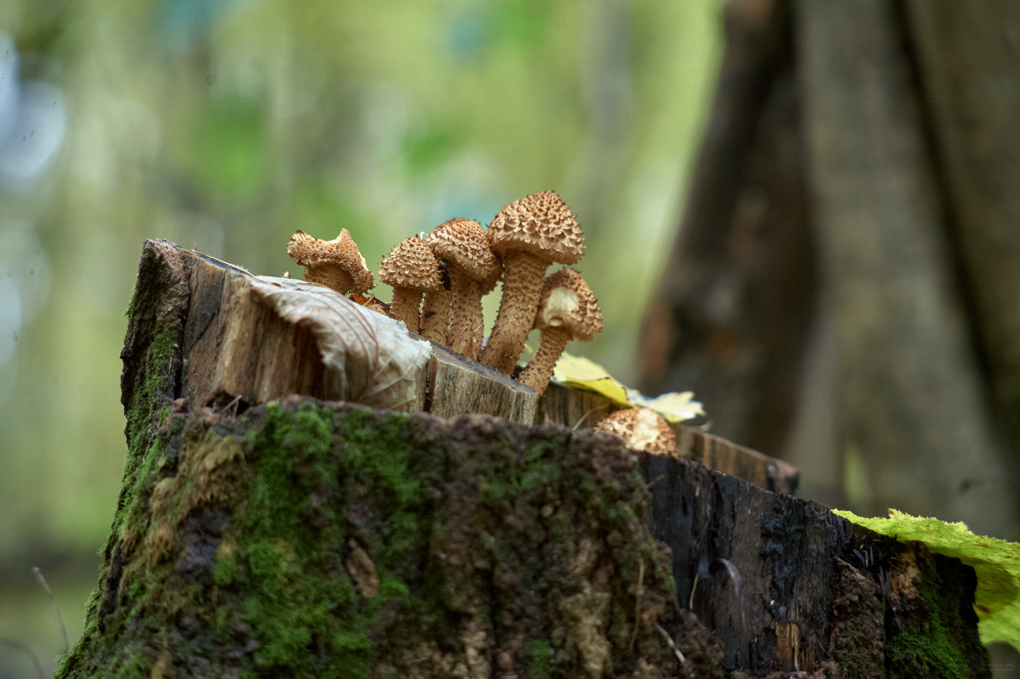 Mushrooms - My, Mushrooms, Landscape, Photo on sneaker, Forest, Autumn, Moss, The photo