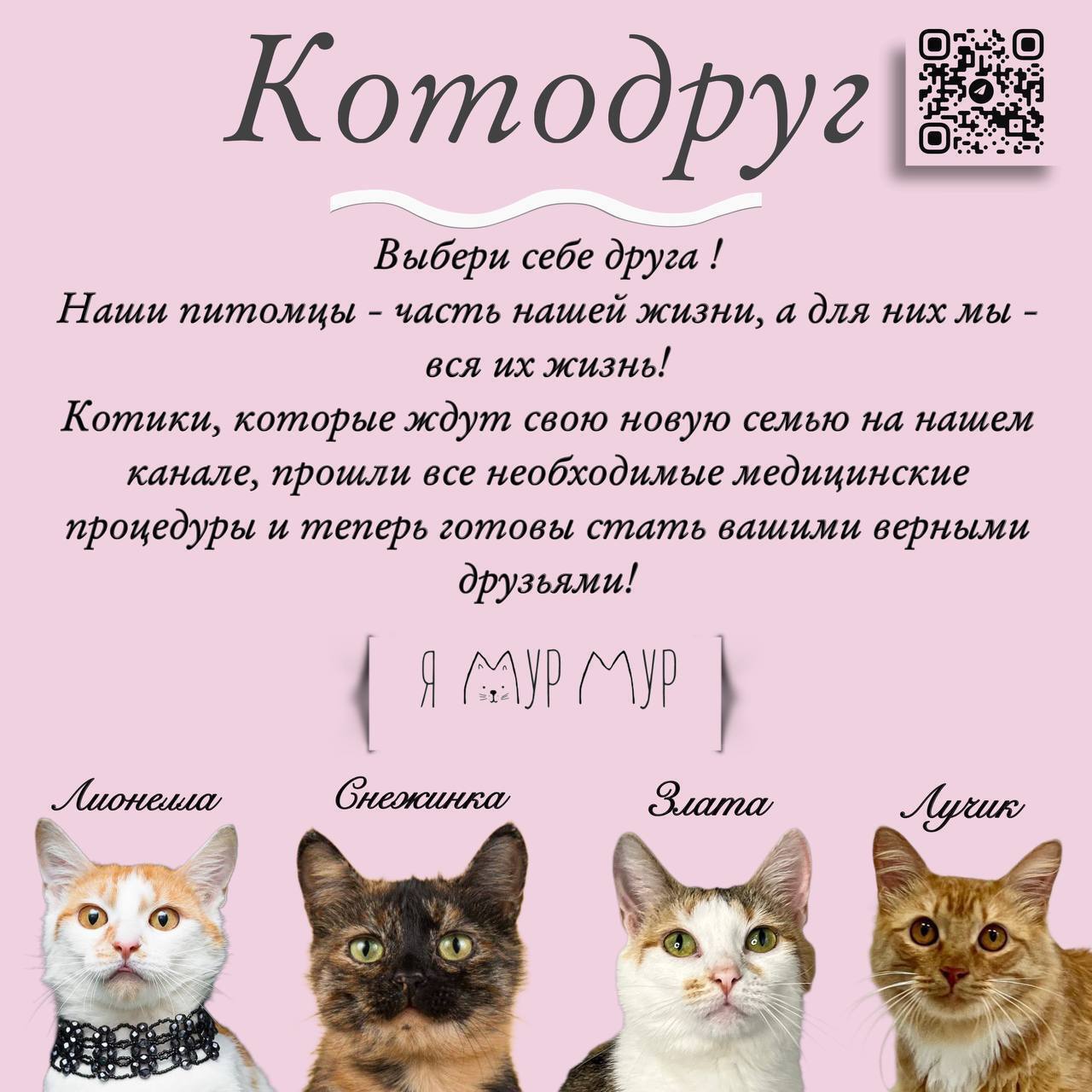 Kotodrug - cats looking for a home! - My, cat, Kittens, Fat cats, In good hands, Search for animals, Pets, Homeless animals, Good league, Helping animals, Zoopsychology, Moscow, Dog, Cats and dogs together, Milota