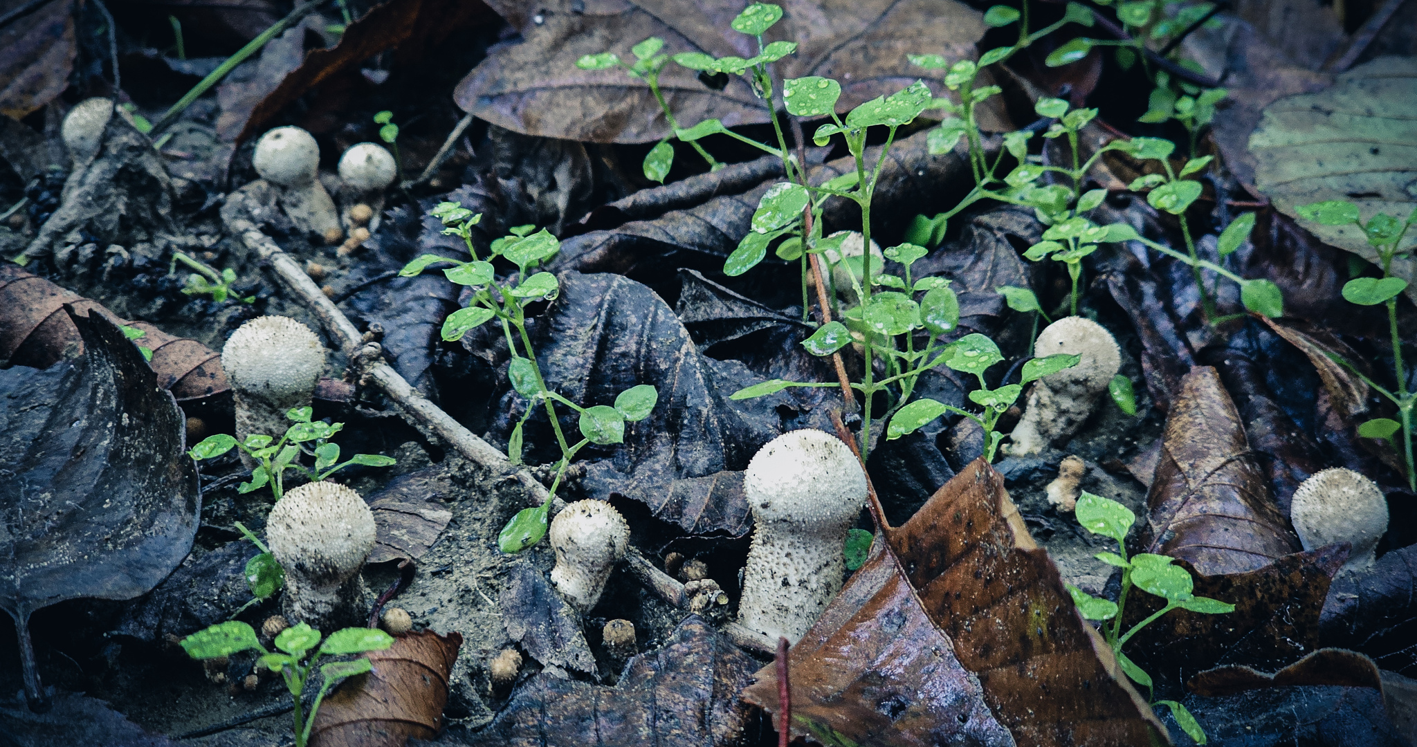 Another raid for honey fungus - My, Mushrooms, Silent hunt, Autumn, Краснодарский Край, Forest, Mobile photography, Longpost