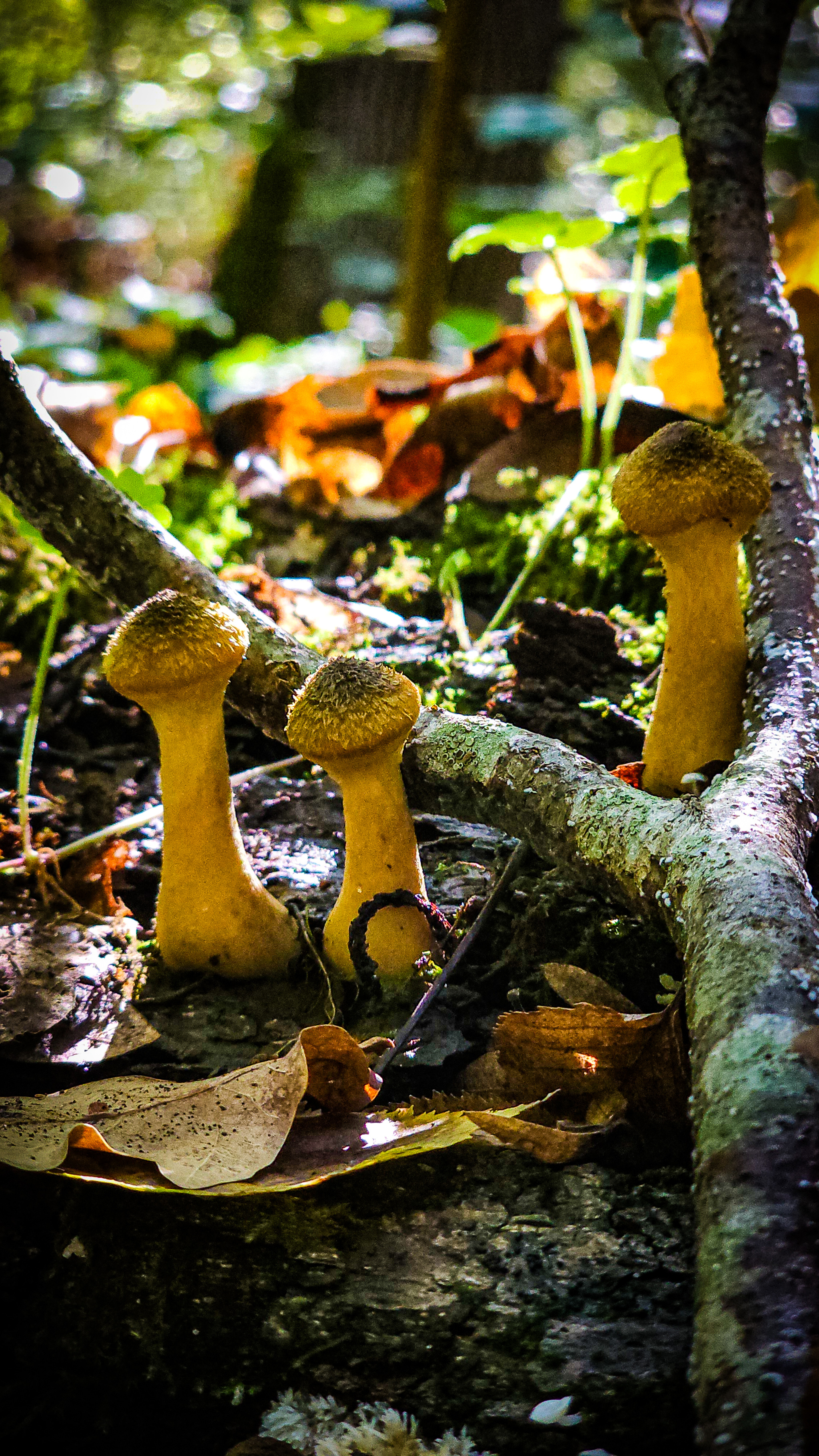 Another raid for honey fungus - My, Mushrooms, Silent hunt, Autumn, Краснодарский Край, Forest, Mobile photography, Longpost