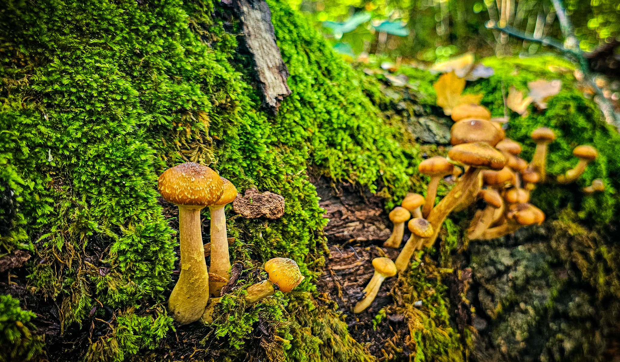 Another raid for honey fungus - My, Mushrooms, Silent hunt, Autumn, Краснодарский Край, Forest, Mobile photography, Longpost