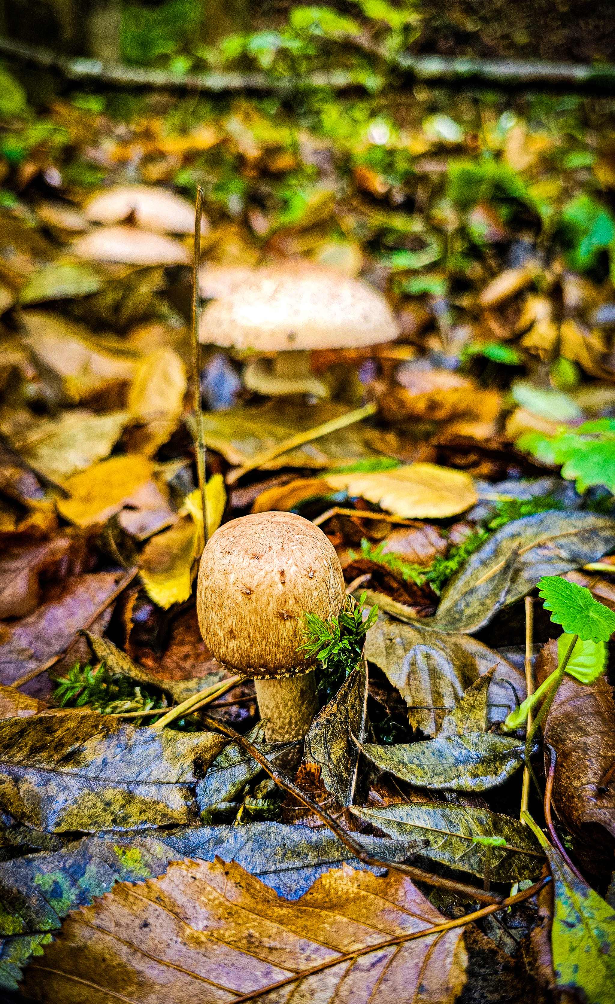 Another raid for honey fungus - My, Mushrooms, Silent hunt, Autumn, Краснодарский Край, Forest, Mobile photography, Longpost