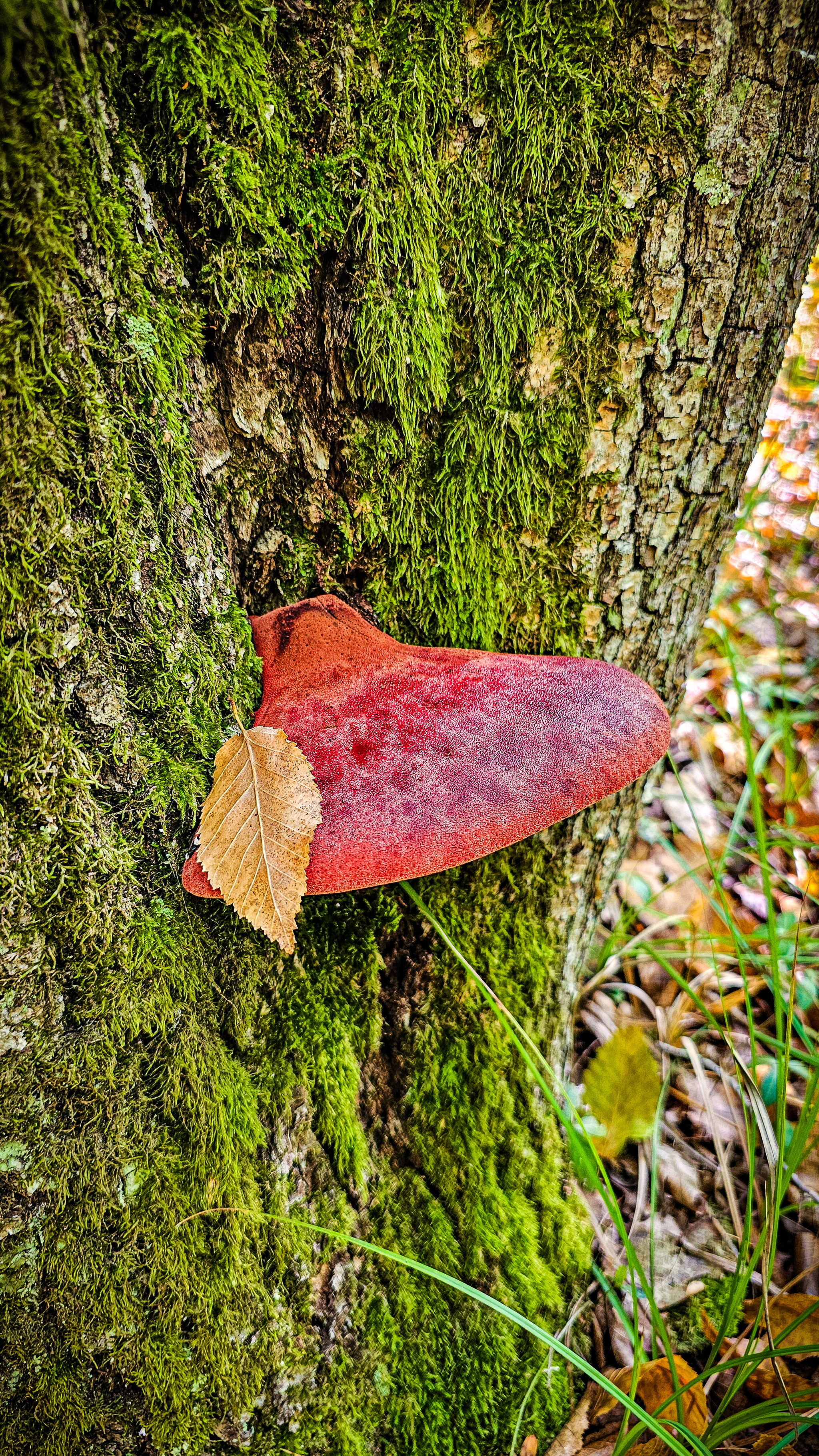 Another raid for honey fungus - My, Mushrooms, Silent hunt, Autumn, Краснодарский Край, Forest, Mobile photography, Longpost