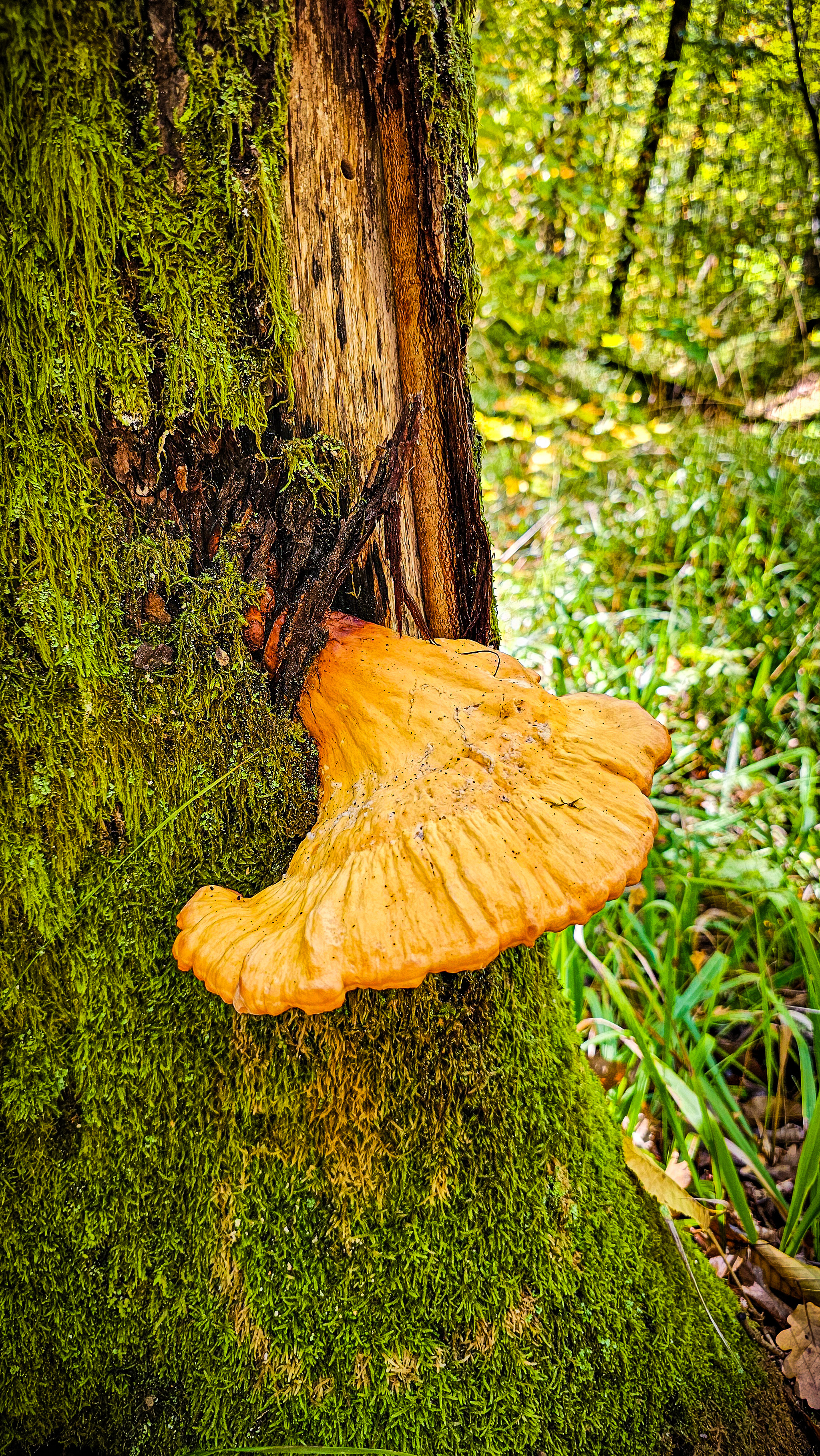 Another raid for honey fungus - My, Mushrooms, Silent hunt, Autumn, Краснодарский Край, Forest, Mobile photography, Longpost