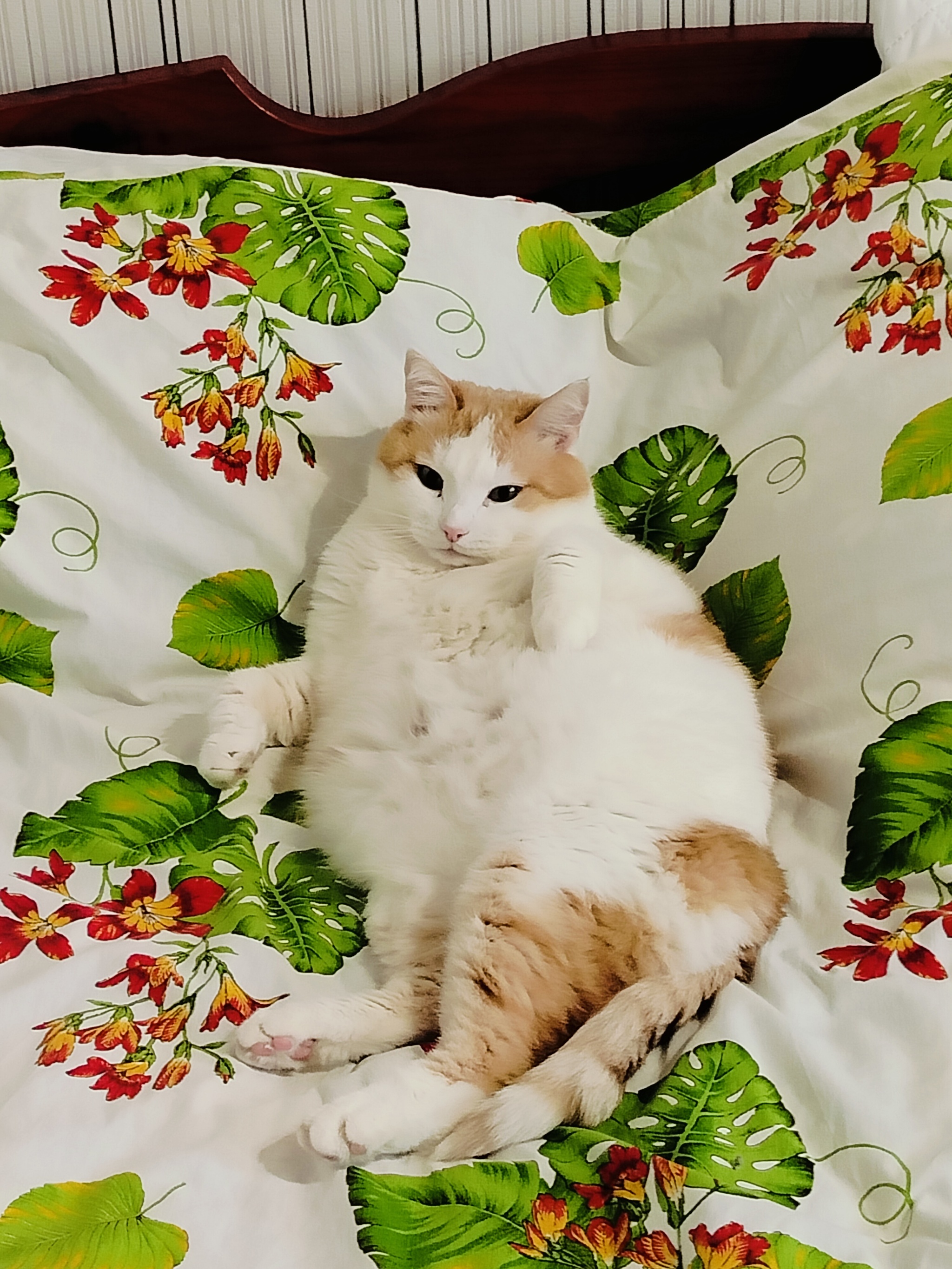 I'm showing the cat - My, Fat cats, cat, Milota, Pets, The photo