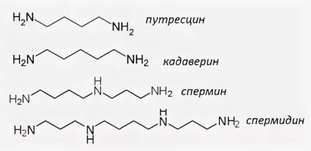 Страшная правда о трупном яде - Моё, Трупный яд, Мракобесие, Борьба с лженаукой, Биология, Длиннопост