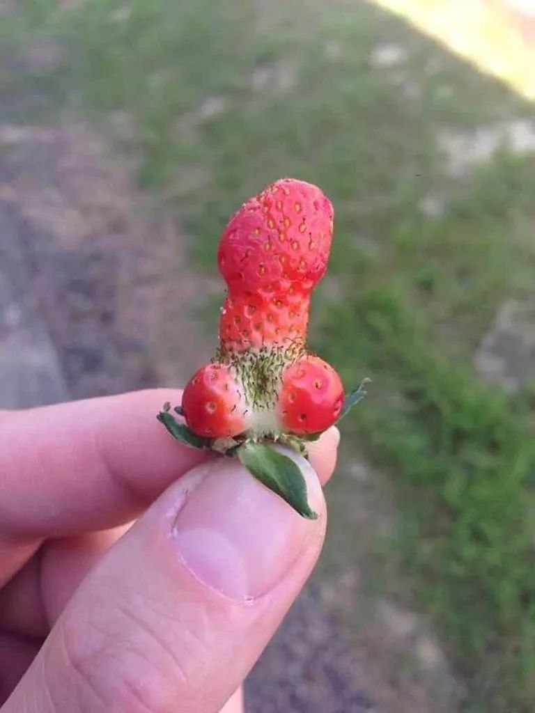 Have a nice day to you all! - Strawberry (plant), Good mood, Morning, Pareidolia