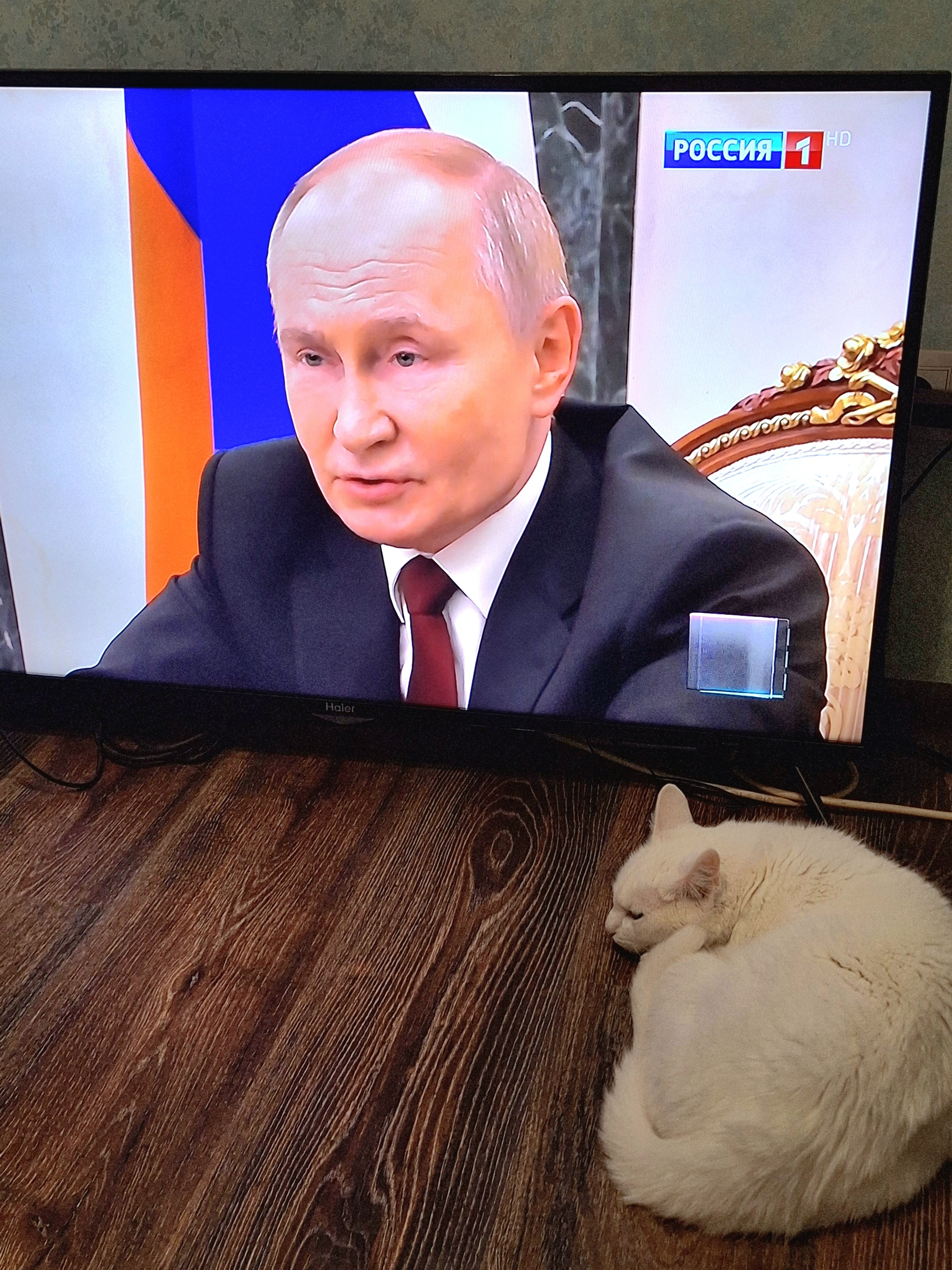 Somehow her soul felt calm! - cat, Kittens, Vladimir Putin, Kitty Kitty