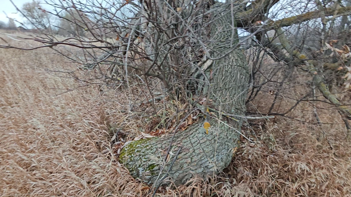 Signals I dug from the bottom of a village pond and under the roots of an old tree - My, Find, Search, Abandoned, Longpost