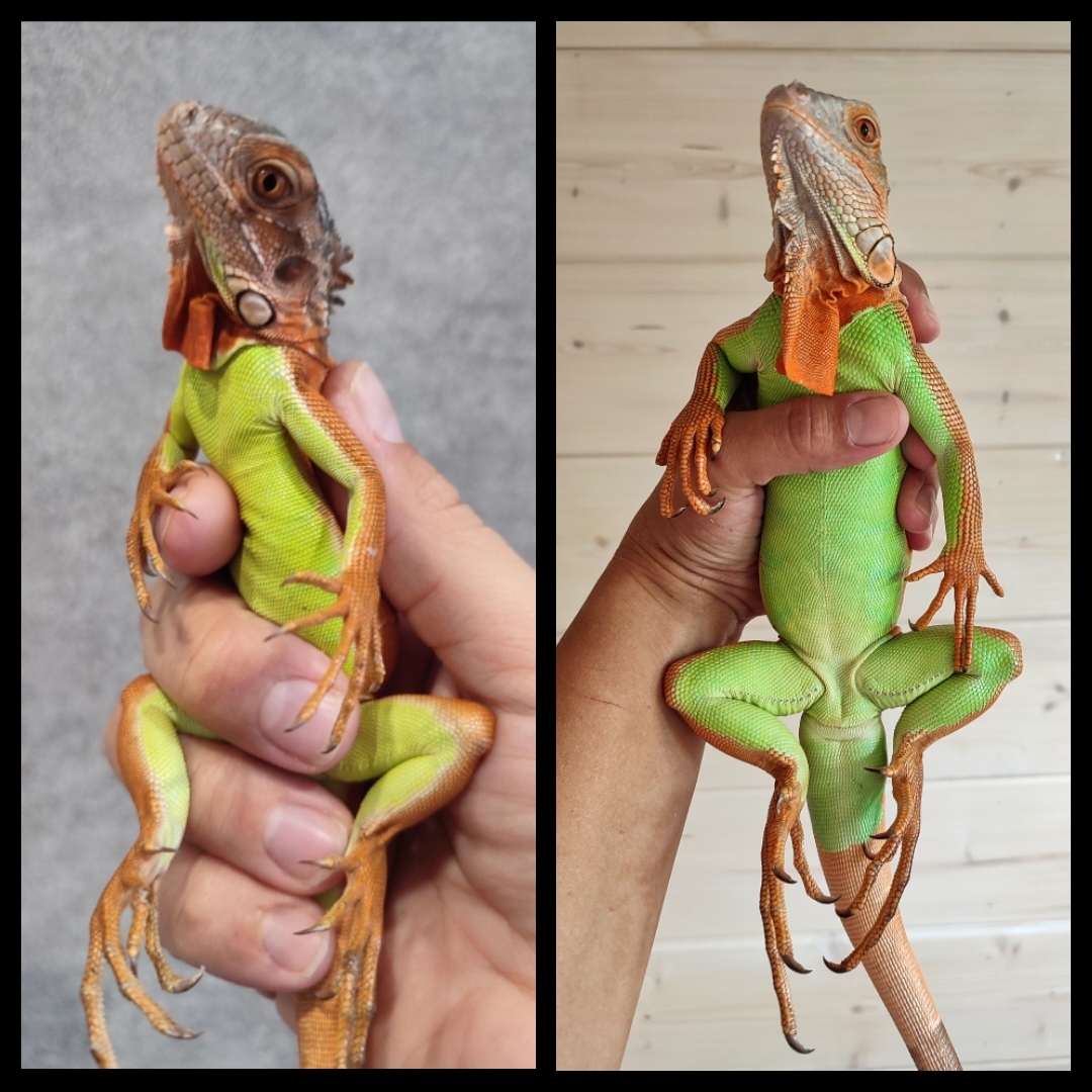 How Sally Grew in a Year - My, Reptilians, Green Iguana, Iguana