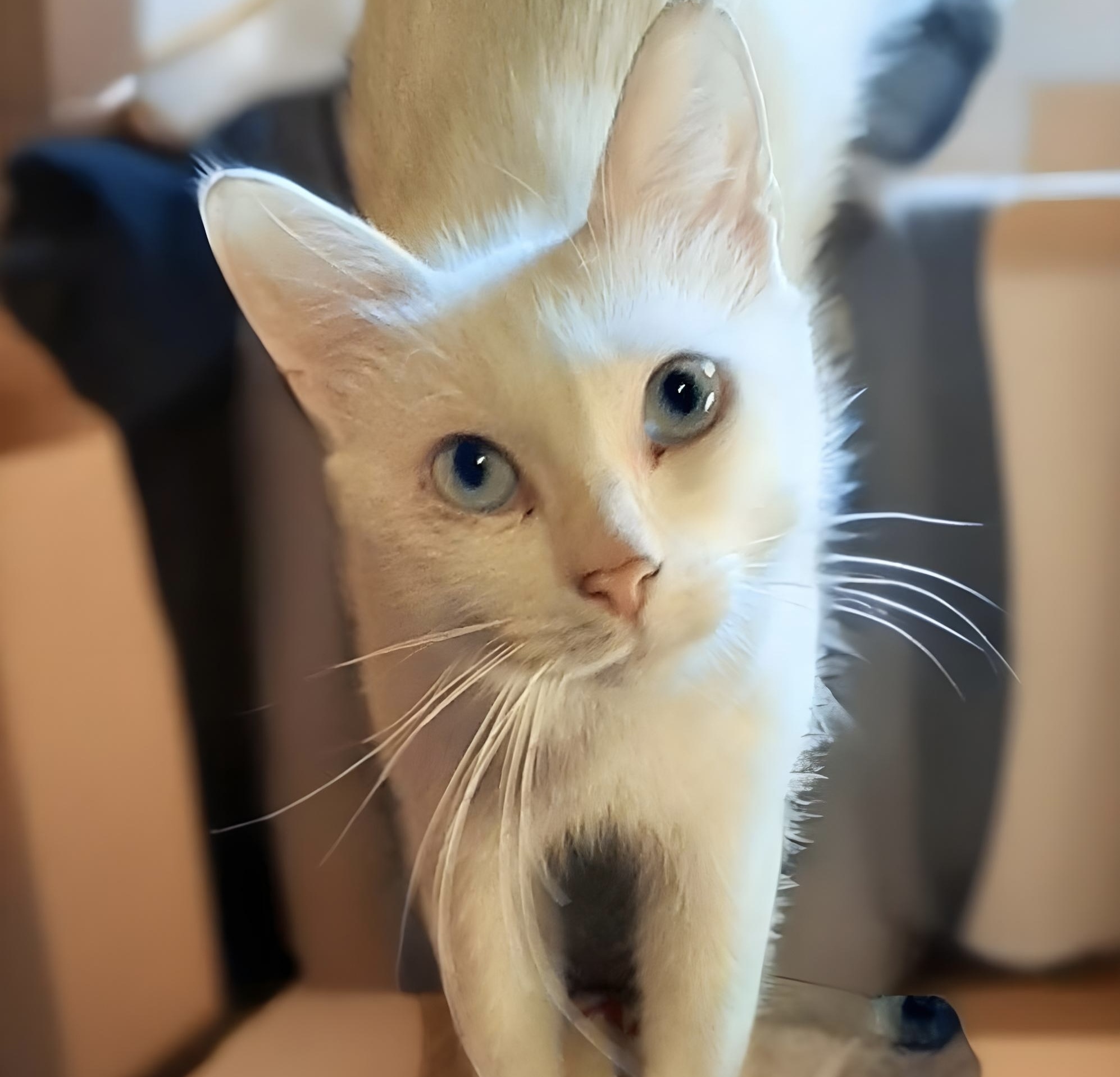 Angel is a white cat with blue eyes - My, Cat lovers, Pet the cat, Kittens, Calmness, Overexposure, In good hands, Shelter, Good league, Fat cats, Longpost, Kindness, Lost, Volunteering, Charity, Homeless animals, Veterinary