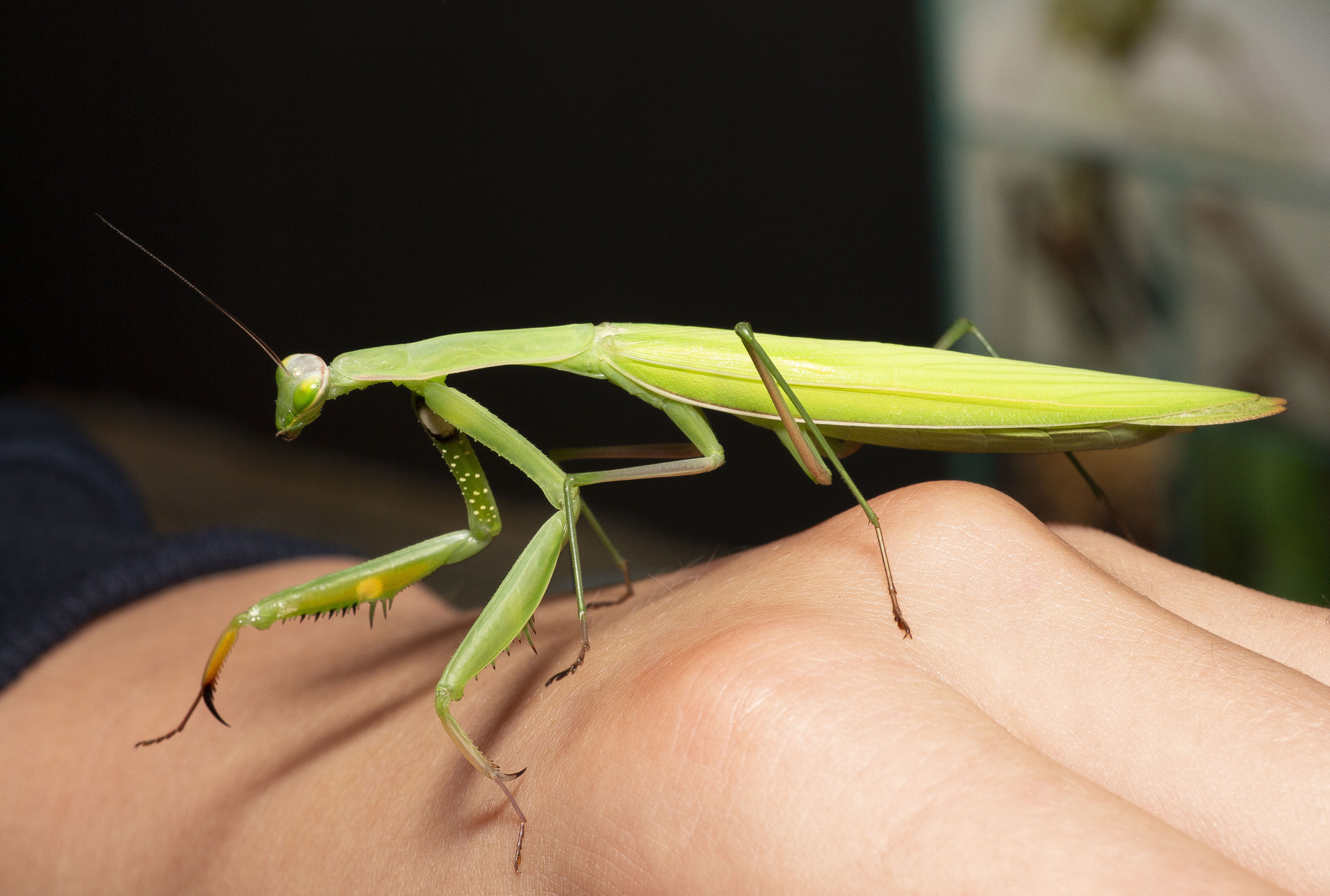 Photos of insects - My, Insects, Macro photography, The photo, Stick insect, Grasshopper, Mantis, Ants, Longpost