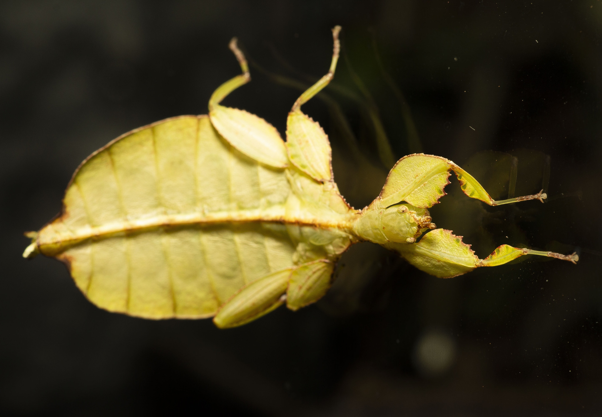 Photos of insects - My, Insects, Macro photography, The photo, Stick insect, Grasshopper, Mantis, Ants, Longpost