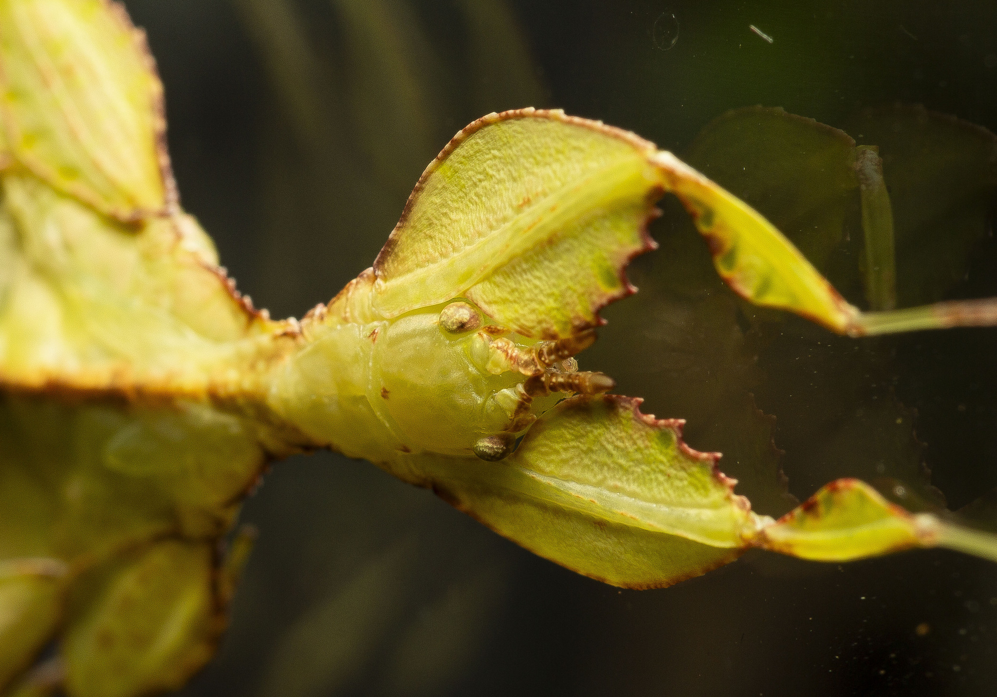 Photos of insects - My, Insects, Macro photography, The photo, Stick insect, Grasshopper, Mantis, Ants, Longpost