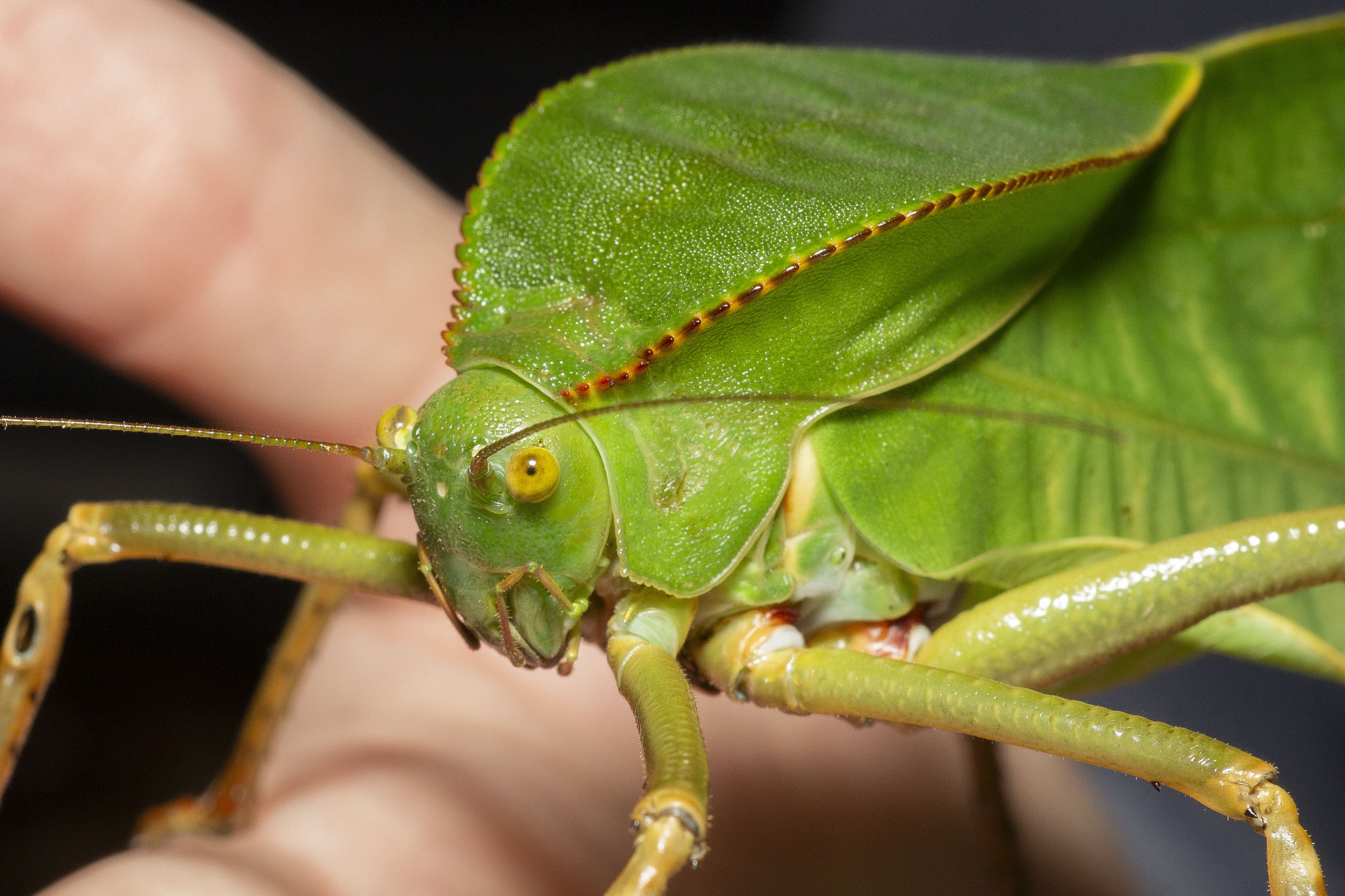 Photos of insects - My, Insects, Macro photography, The photo, Stick insect, Grasshopper, Mantis, Ants, Longpost