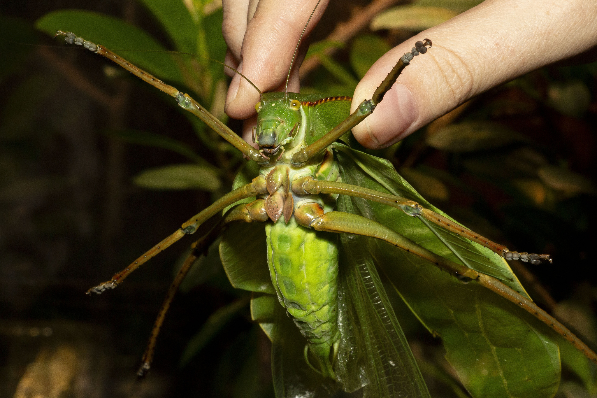 Photos of insects - My, Insects, Macro photography, The photo, Stick insect, Grasshopper, Mantis, Ants, Longpost