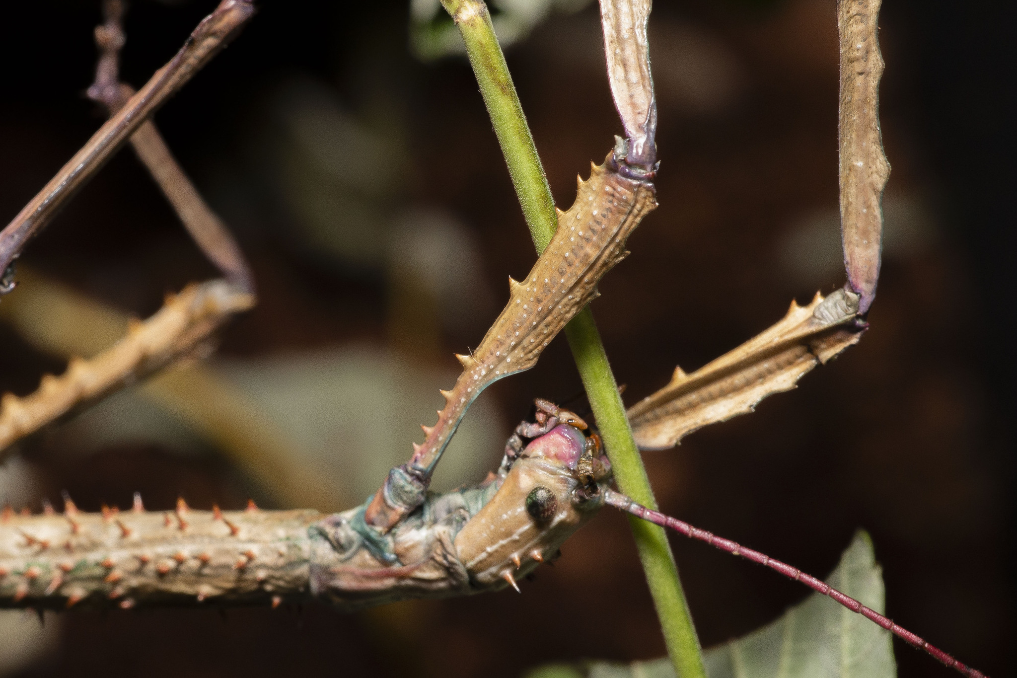 Photos of insects - My, Insects, Macro photography, The photo, Stick insect, Grasshopper, Mantis, Ants, Longpost